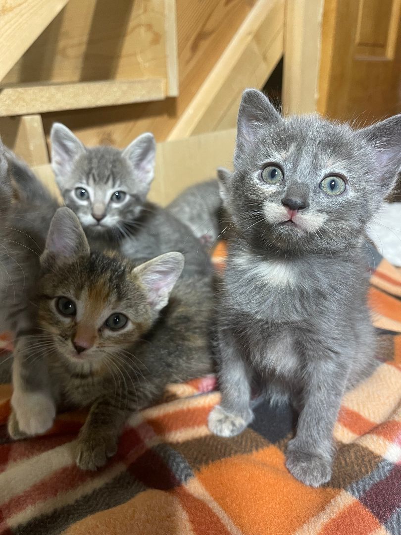 Ginger, Adopted, Kitten Female American Shorthair.