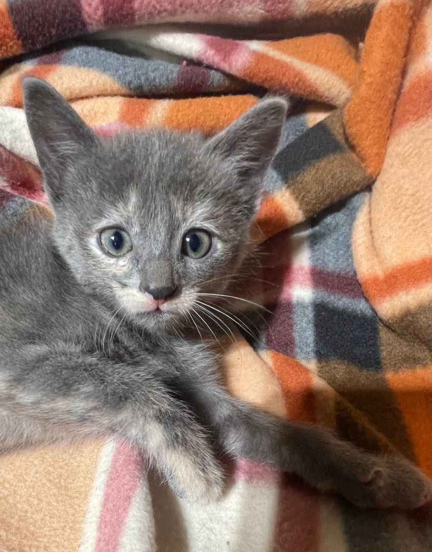 Enlarge Ginger, a Adopted American Shorthair in Menasha, WI image 2/3