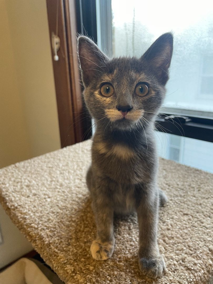 Enlarge Ginger, a Adopted American Shorthair in Menasha, WI image 3/3