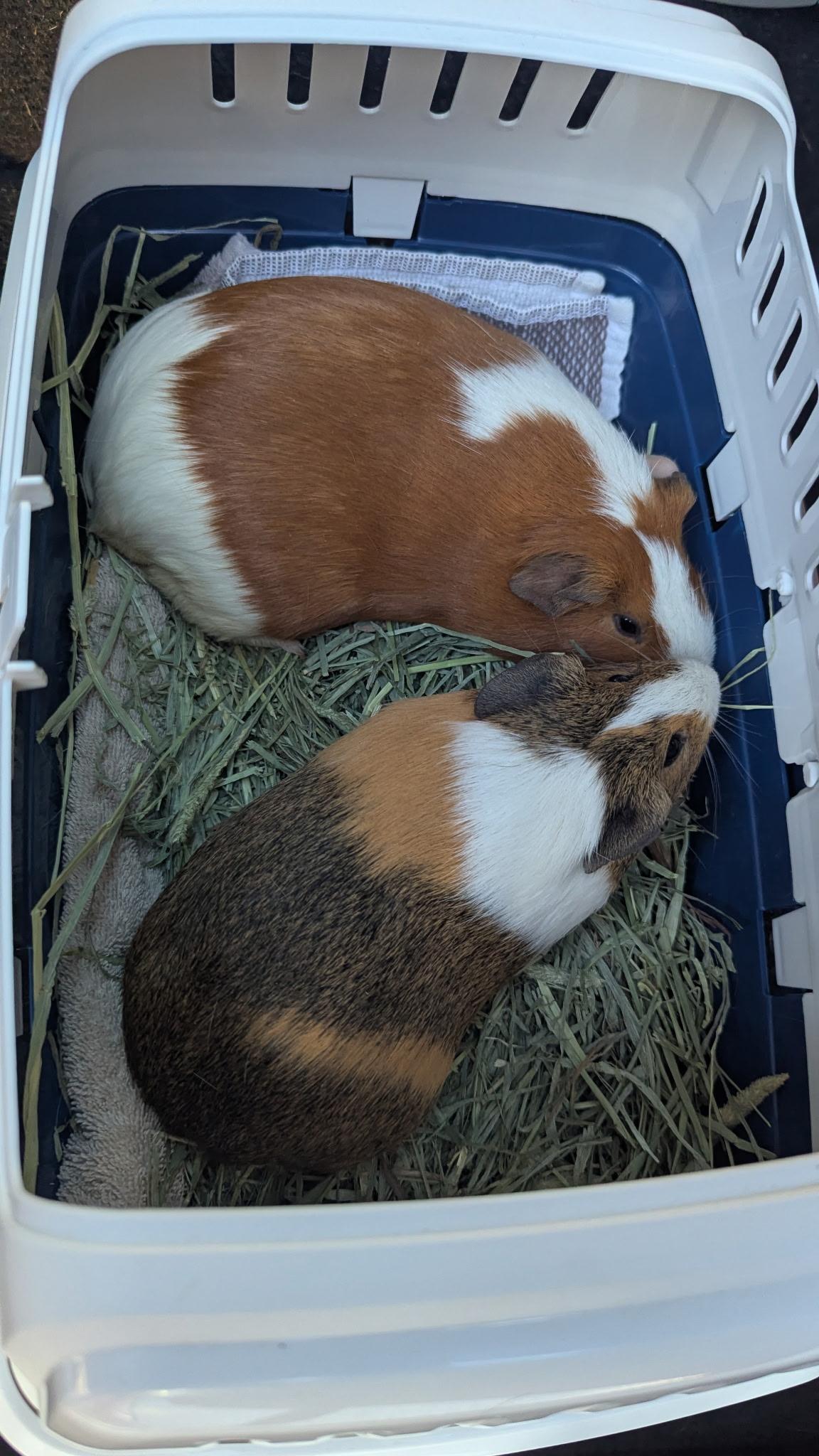 Enlarge Giblet and Gravy, a Adopted mixed breed in Flanders, NJ image 1/1