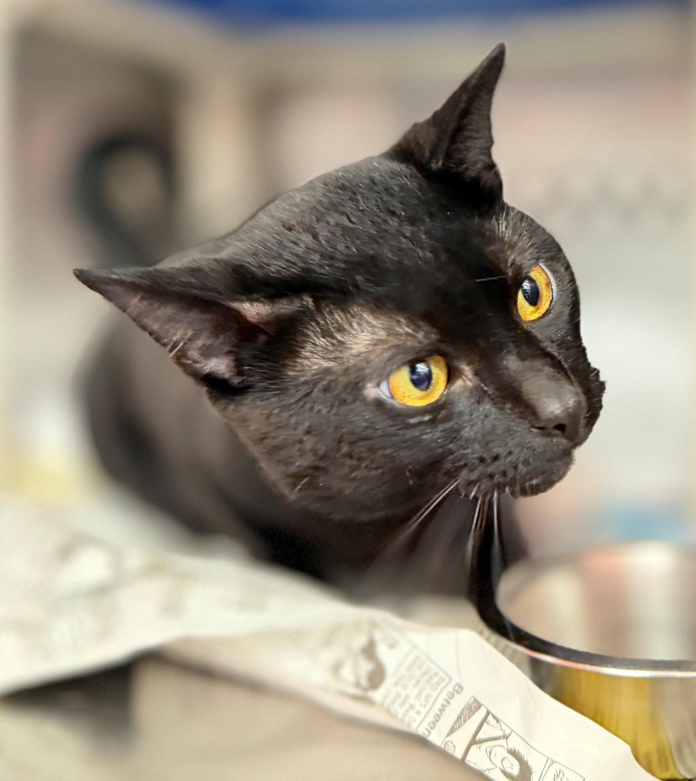 Enlarge Tamarack, an adoptable Domestic Short Hair in Hamilton, ON image 2/3