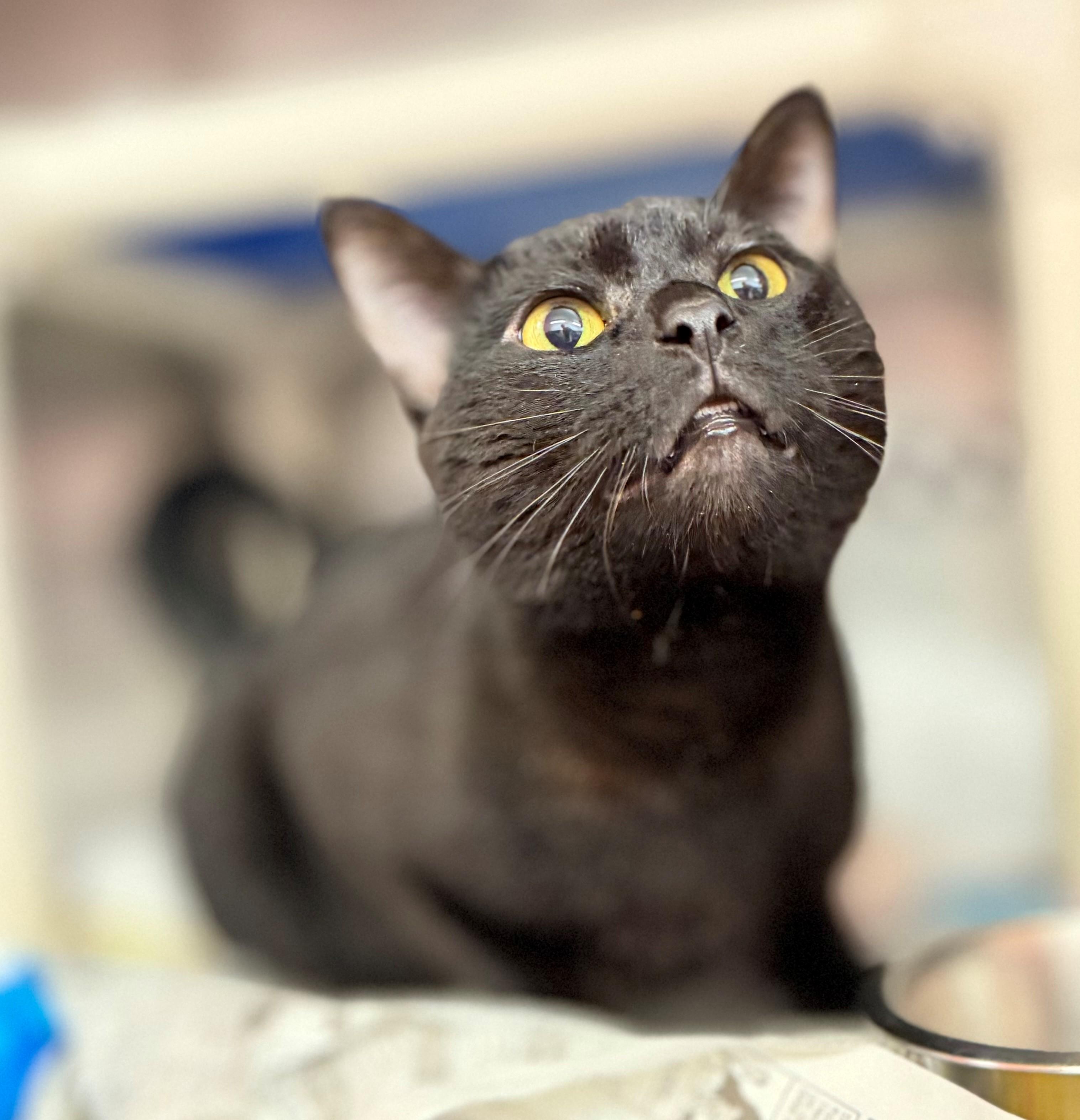 Enlarge Tamarack, an adoptable Domestic Short Hair in Hamilton, ON image 3/3