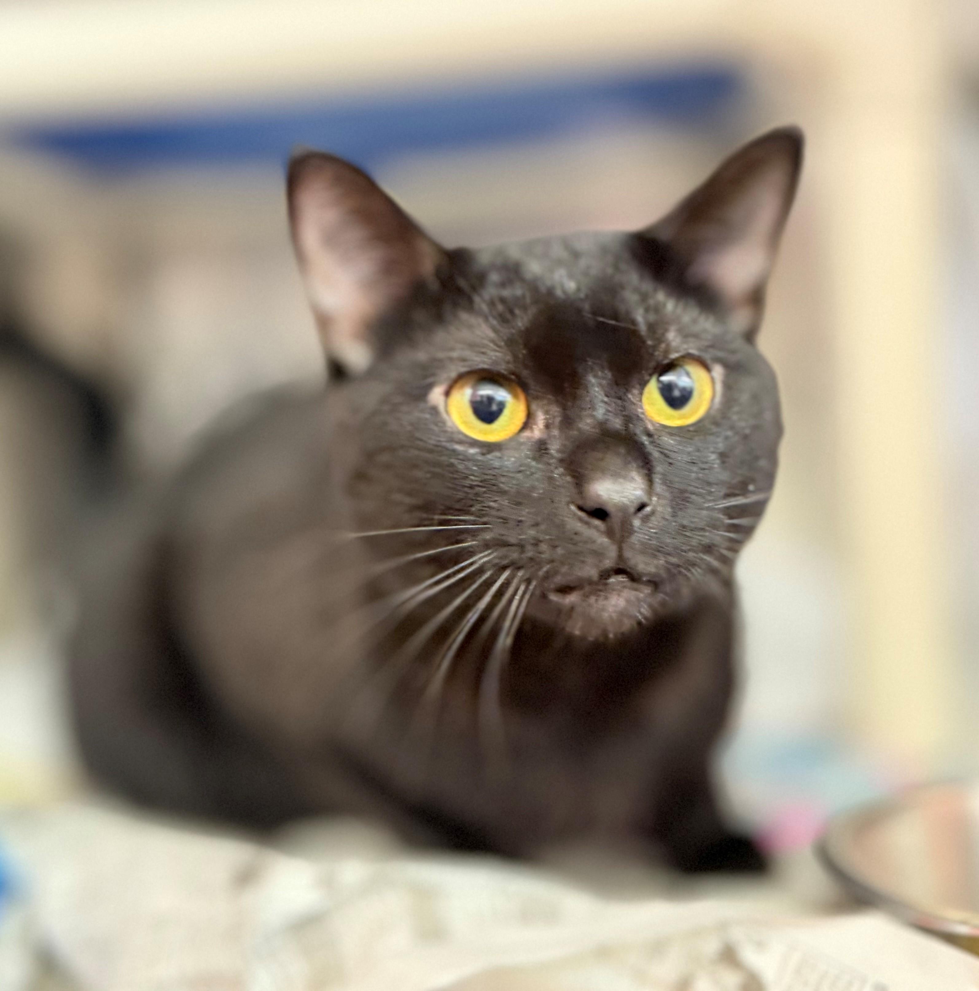 Tamarack, adoptable, Adult Male Domestic Short Hair.