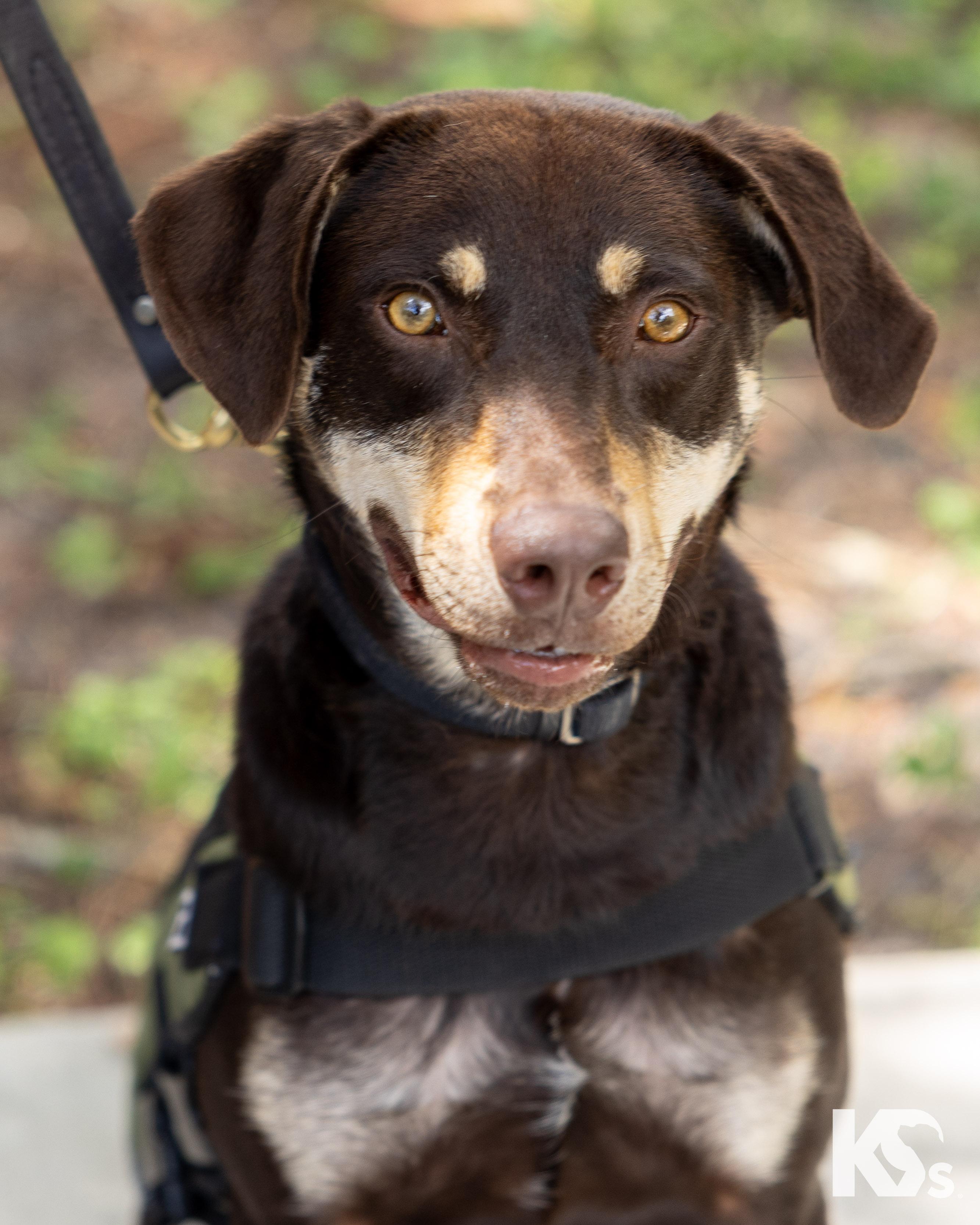 Dobby, adopted, Young Male Australian Kelpie & Labrador Retriever.
