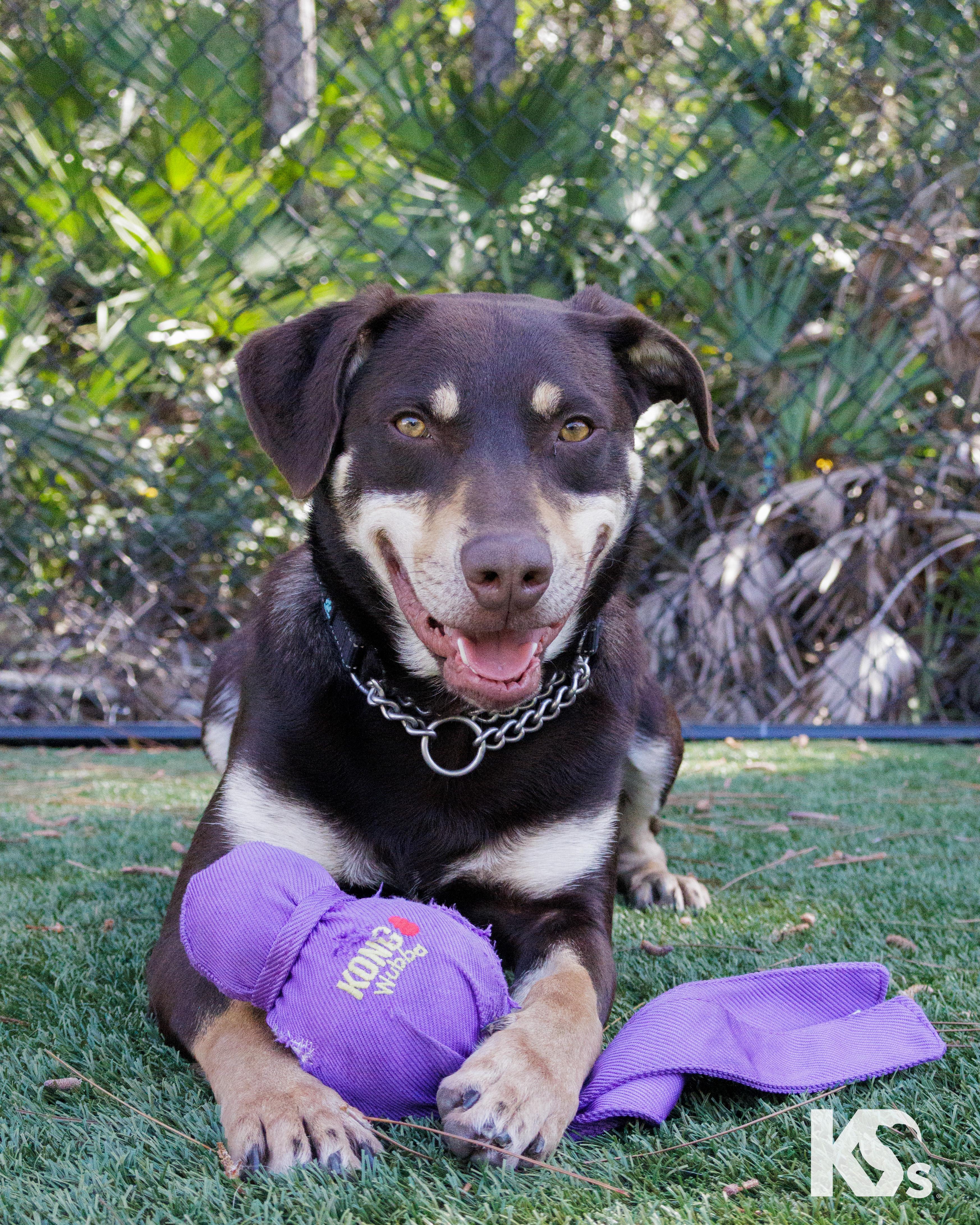 Enlarge Dobby, an adopted mixed breed in Ponte Vedra, FL image 6/6