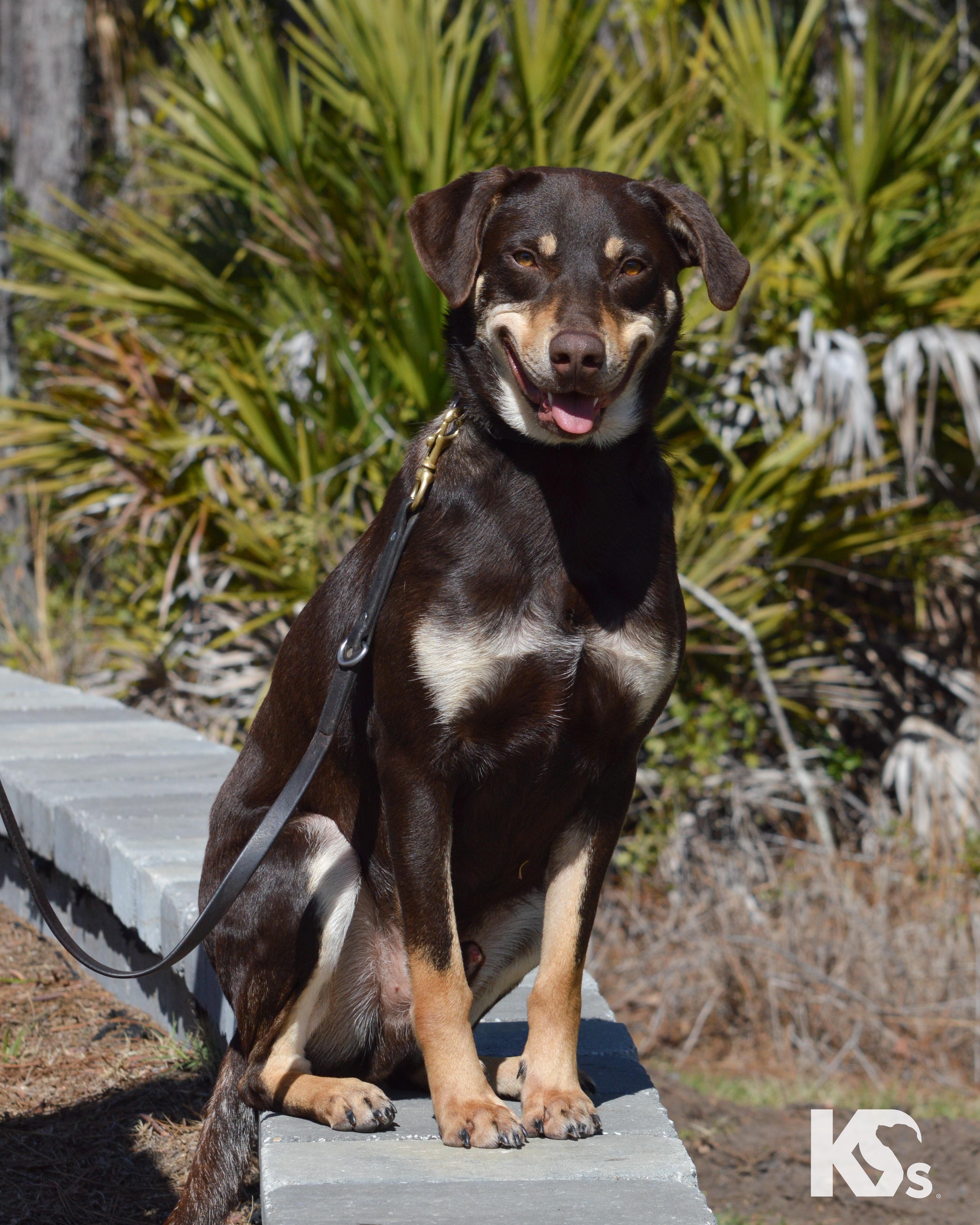Enlarge Dobby, an adopted mixed breed in Ponte Vedra, FL image 5/6
