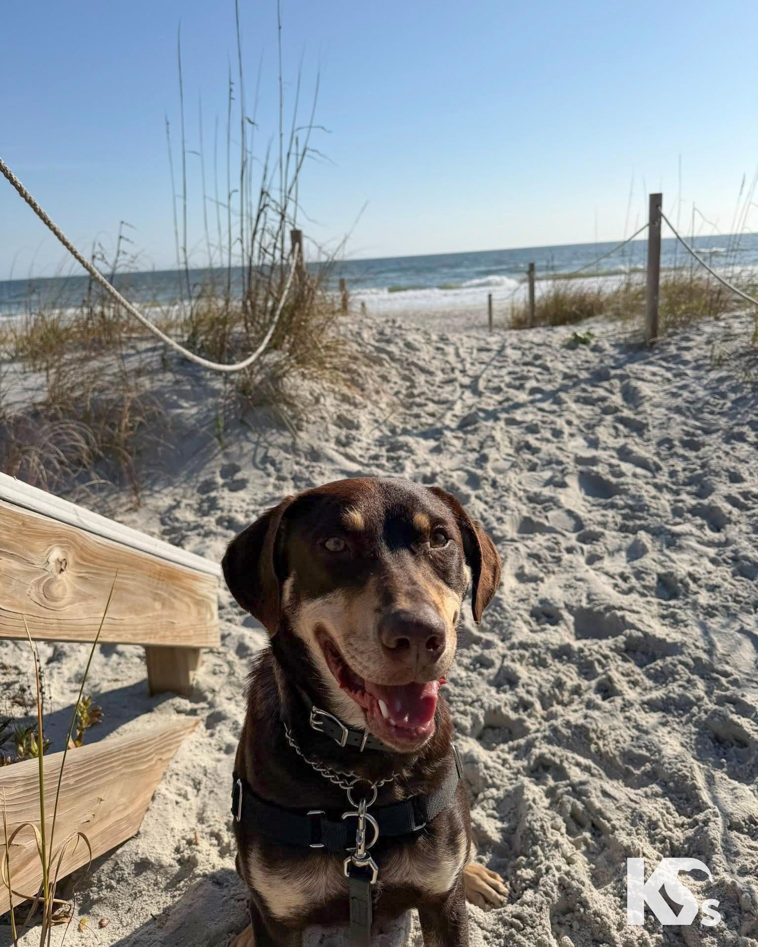 Enlarge Dobby, an adopted mixed breed in Ponte Vedra, FL image 4/6