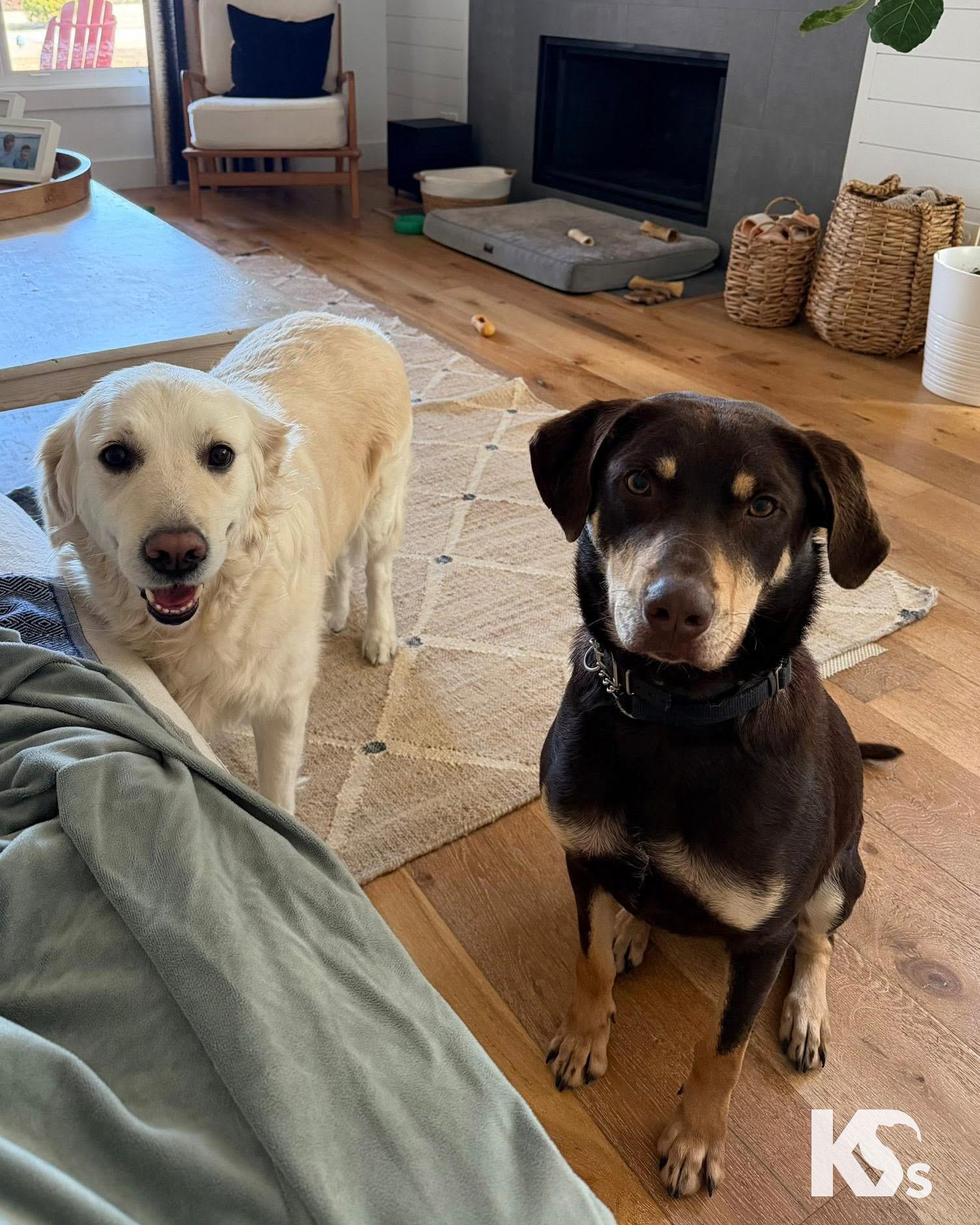 Enlarge Dobby, an adopted mixed breed in Ponte Vedra, FL image 3/6