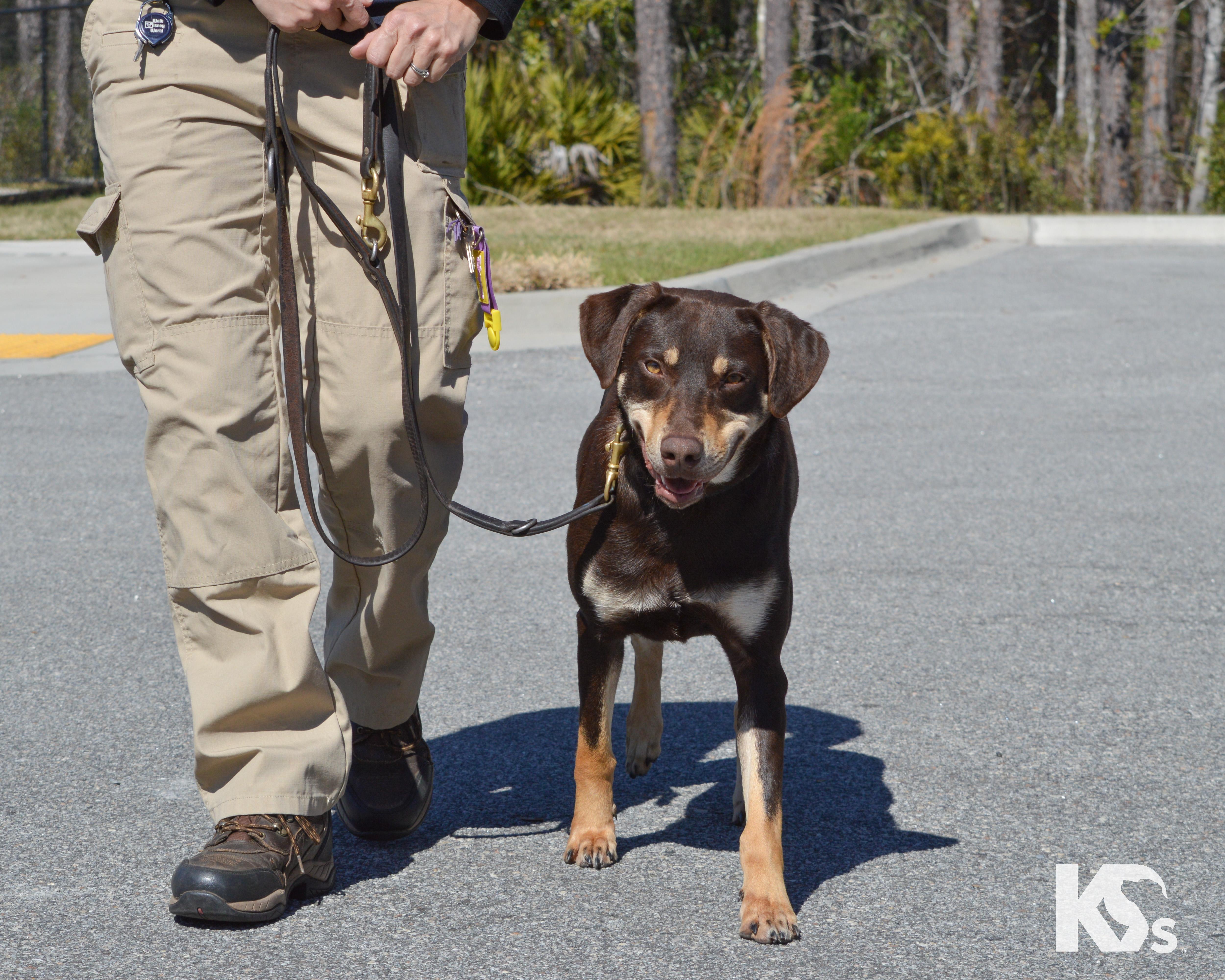 Enlarge Dobby, an adopted mixed breed in Ponte Vedra, FL image 2/6