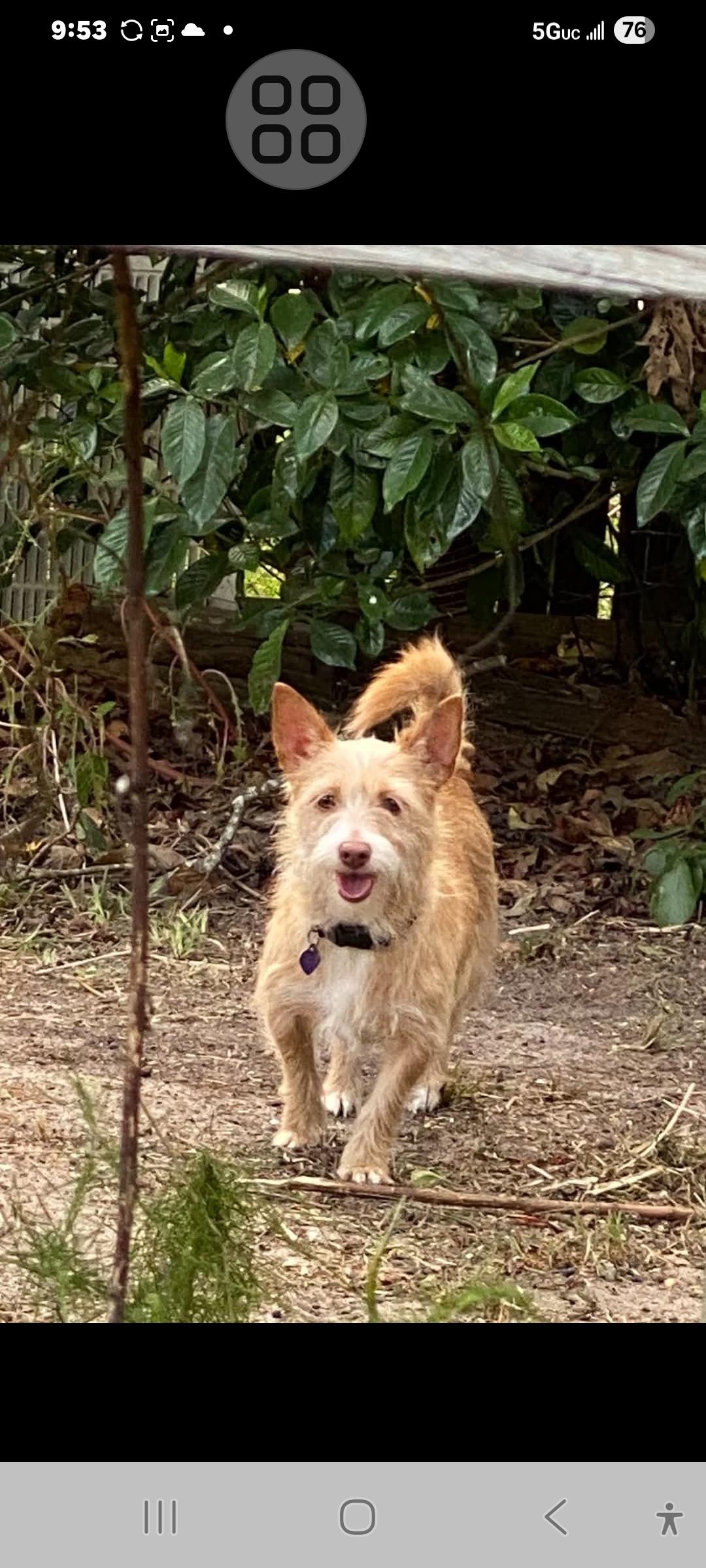 Hope, ADOPTABLE, Adult Female Terrier.