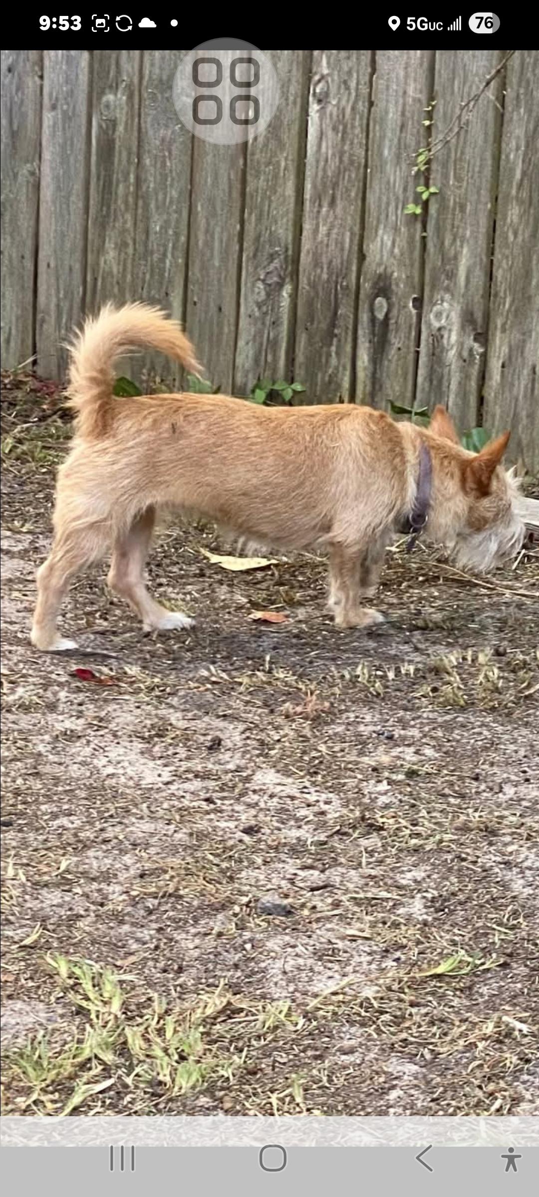 Enlarge Hope, a ADOPTABLE mixed breed in Rocky Mount, NC image 2/2