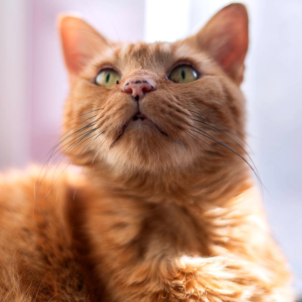 Munchkin - Adoption Pending, a Adoptable Domestic Short Hair in South Burlington, VT image 1/4