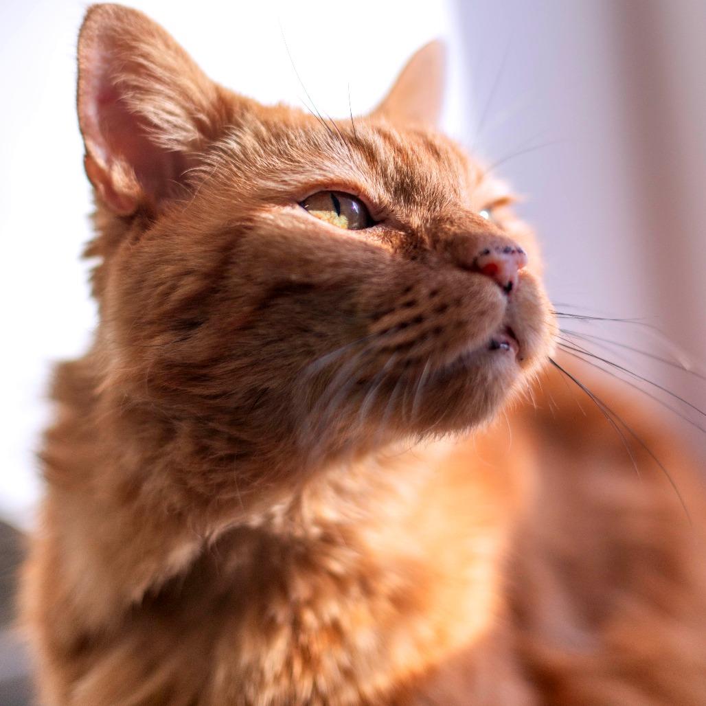 Munchkin - Adoption Pending, a Adoptable Domestic Short Hair in South Burlington, VT image 2/4