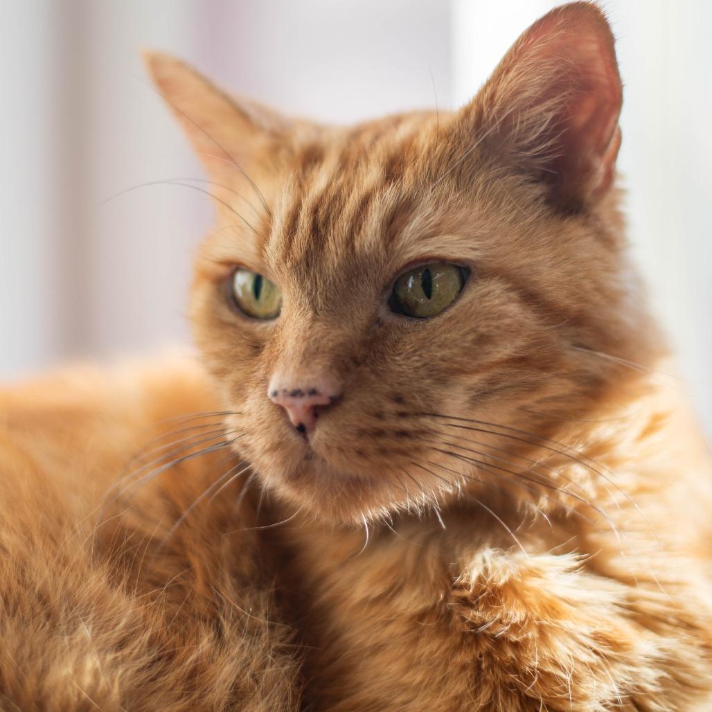 Munchkin - Adoption Pending, a Adoptable Domestic Short Hair in South Burlington, VT image 3/4