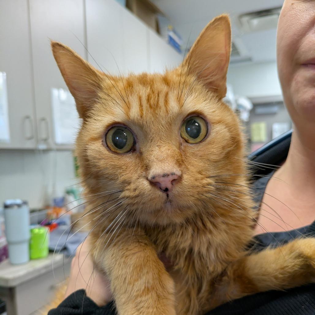 Munchkin - Adoption Pending, a Adoptable Domestic Short Hair in South Burlington, VT image 4/4