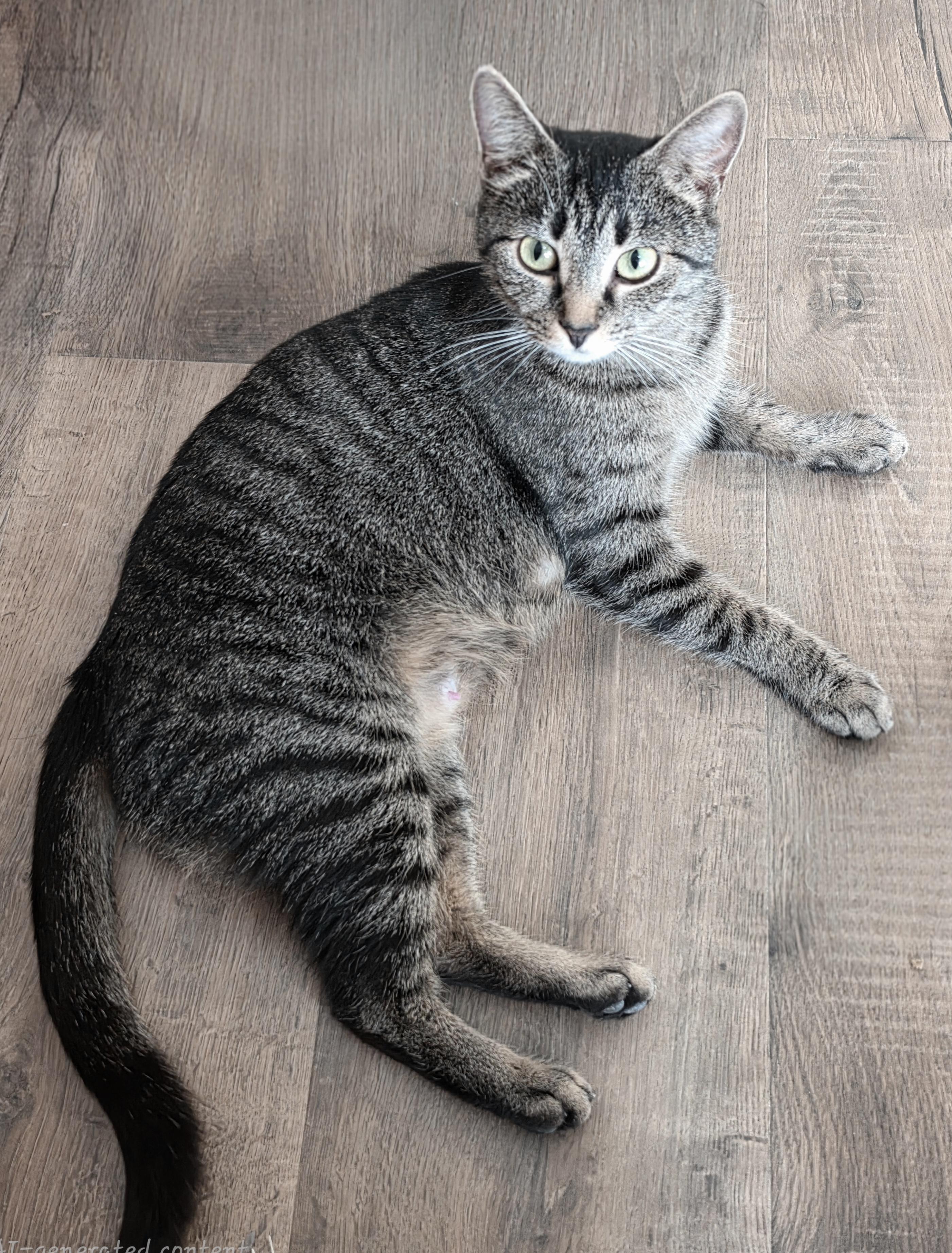Lovey, a Adoptable Domestic Short Hair in Mount Juliet, TN image 2/6