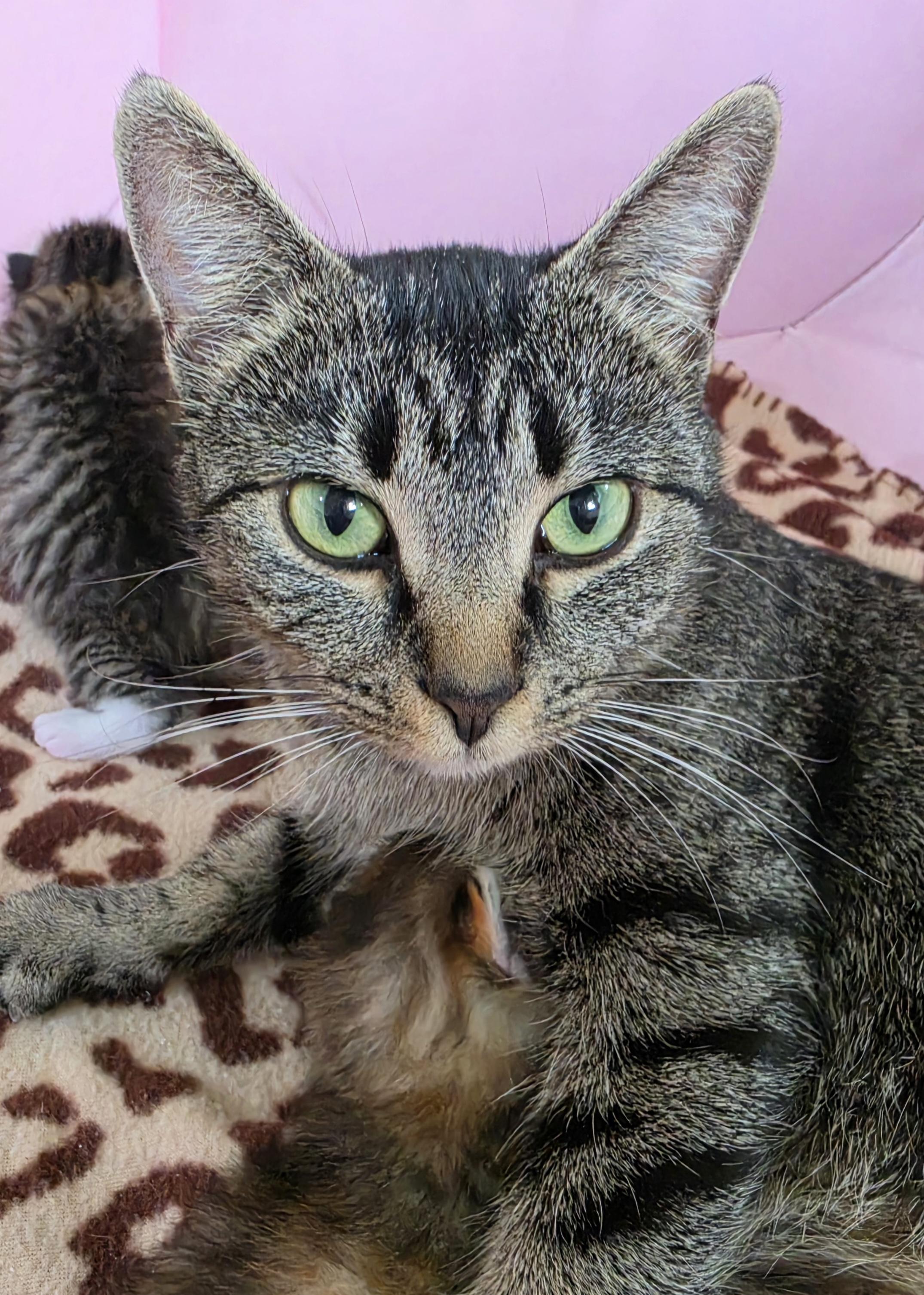 Lovey, a Adoptable Domestic Short Hair in Mount Juliet, TN image 5/6