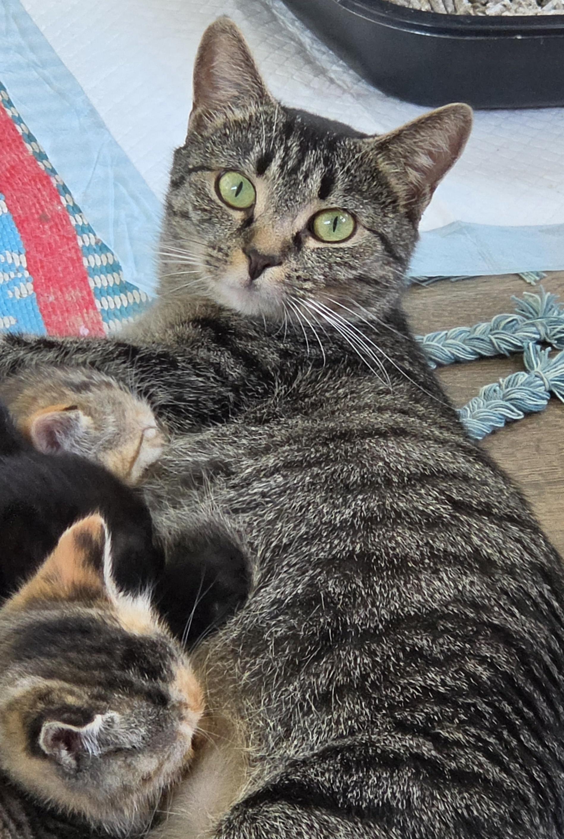 Lovey, a Adoptable Domestic Short Hair in Mount Juliet, TN image 3/6