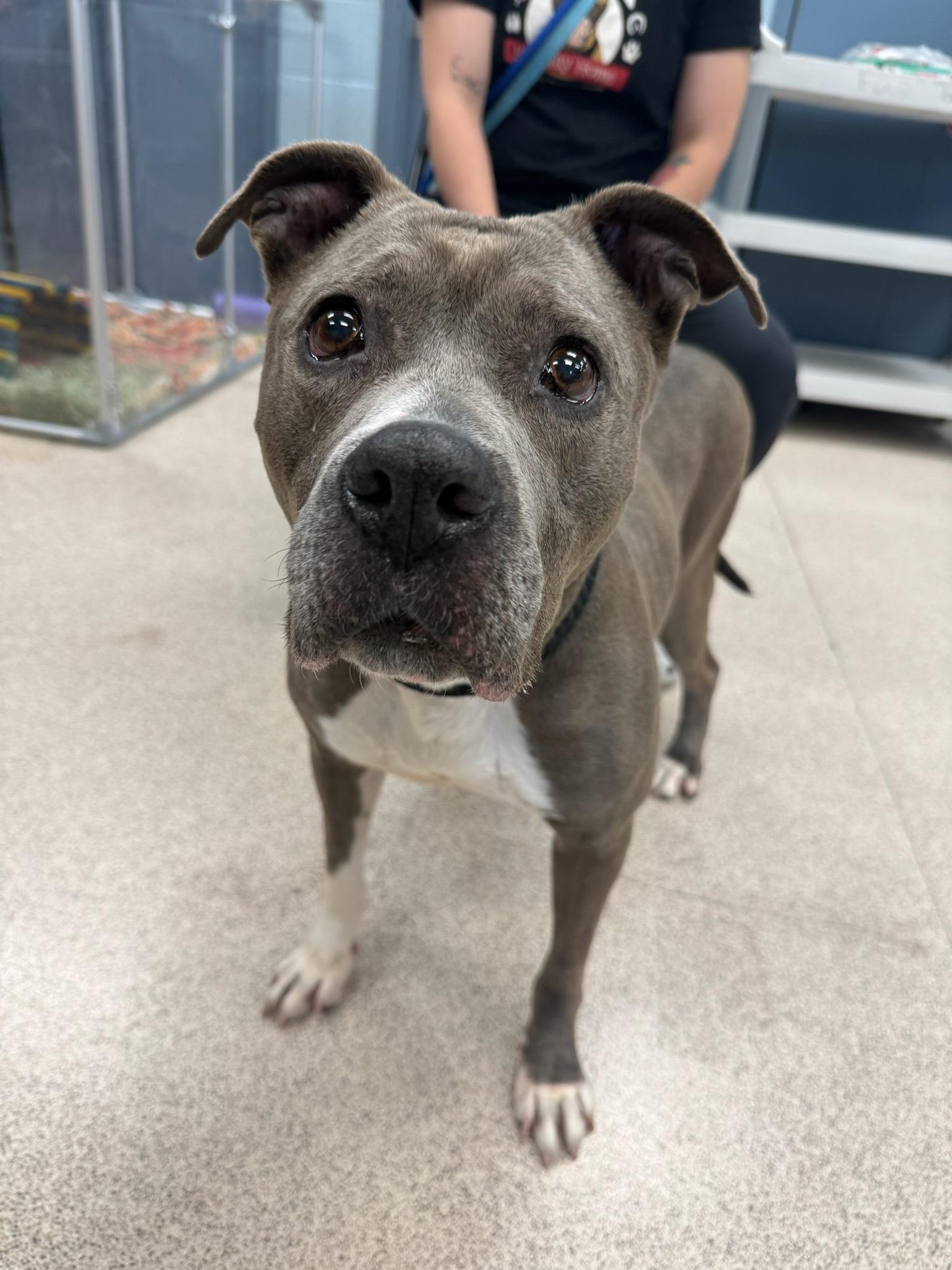 Enlarge Cassie, a ADOPTABLE Pit Bull Terrier in Teterboro, NJ image 1/1