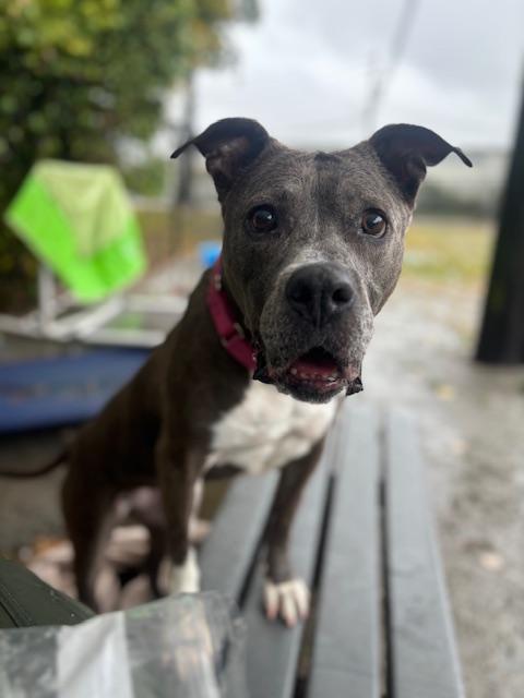 Cassie, Adoptable, Senior Female Pit Bull Terrier.