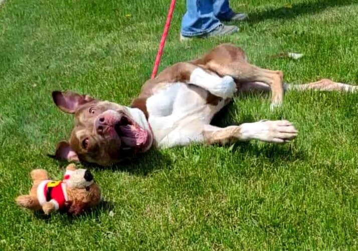 Stanley, Adoptable, Adult Male American Bully.