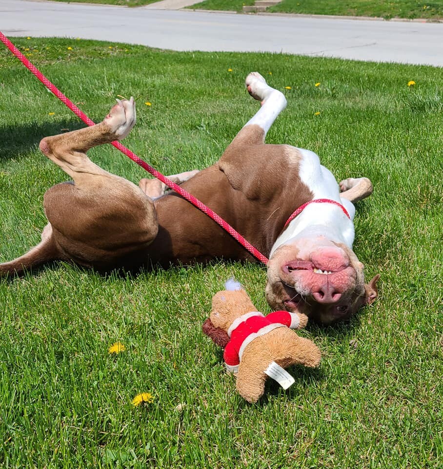 Enlarge Stanley, a Adoptable mixed breed in Hoopeston, IL image 2/6