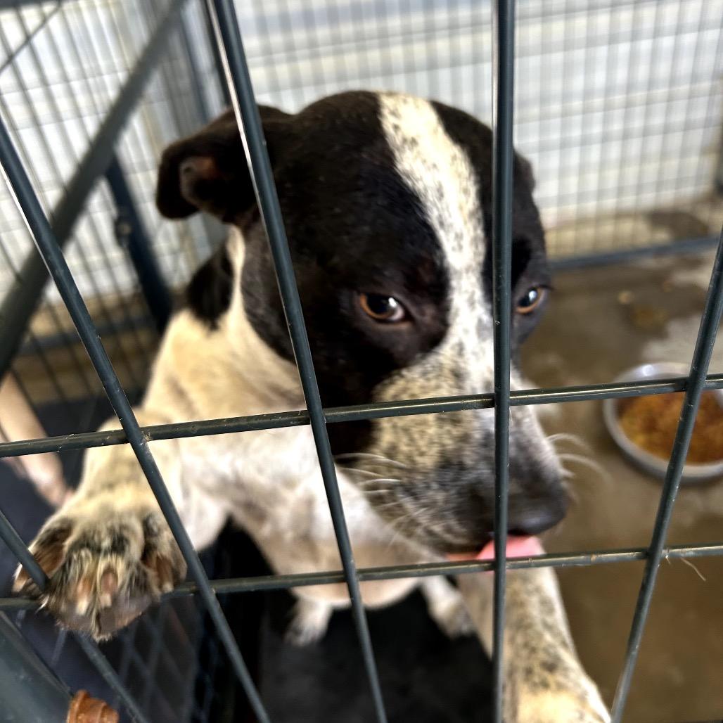 Chance, Adoptable, Adult Male Australian Cattle Dog / Blue Heeler & Mixed Breed.
