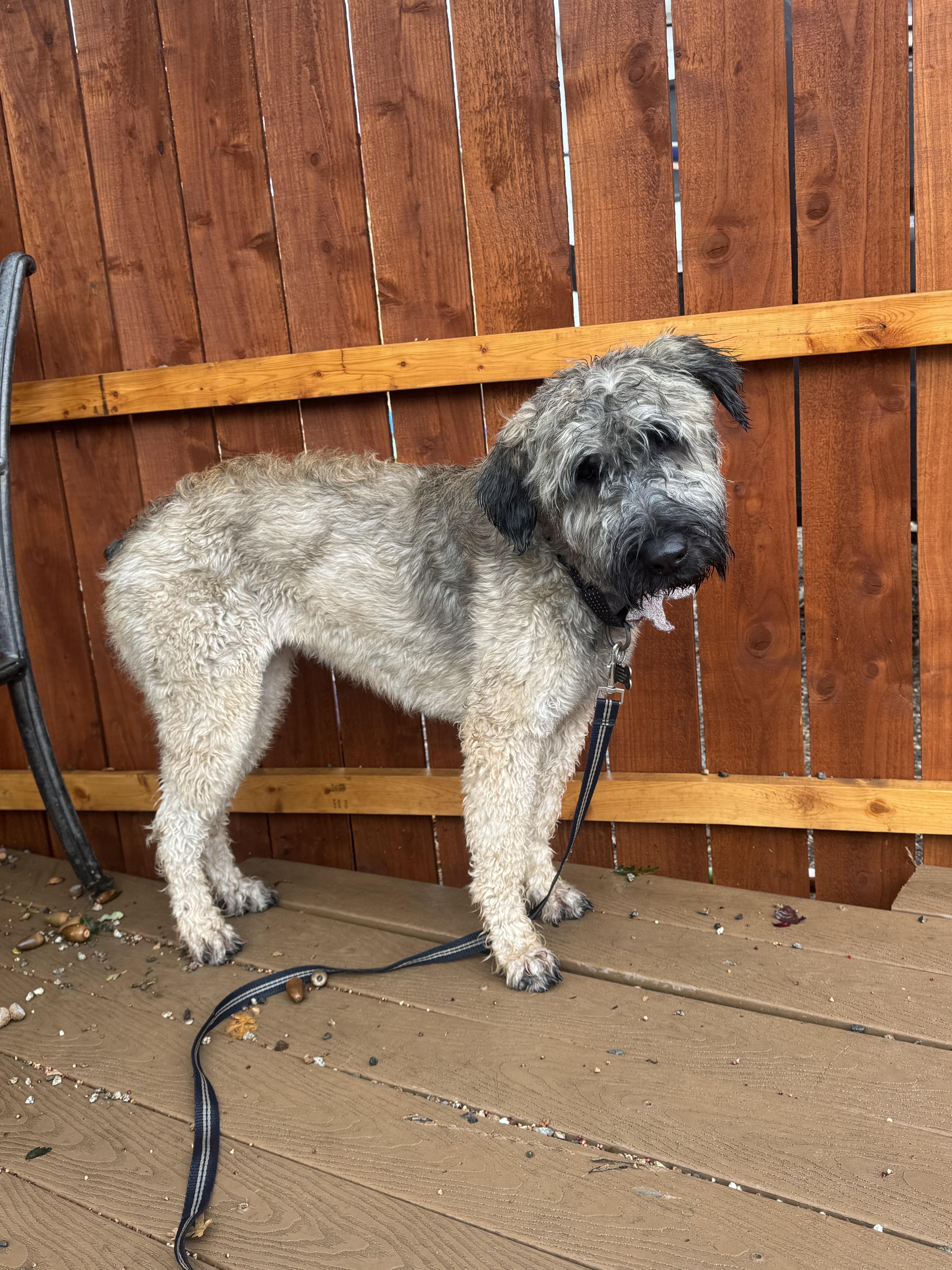 Enlarge Hazel, an adopted Bouvier des Flandres in Bakersfield , CA image 1/6
