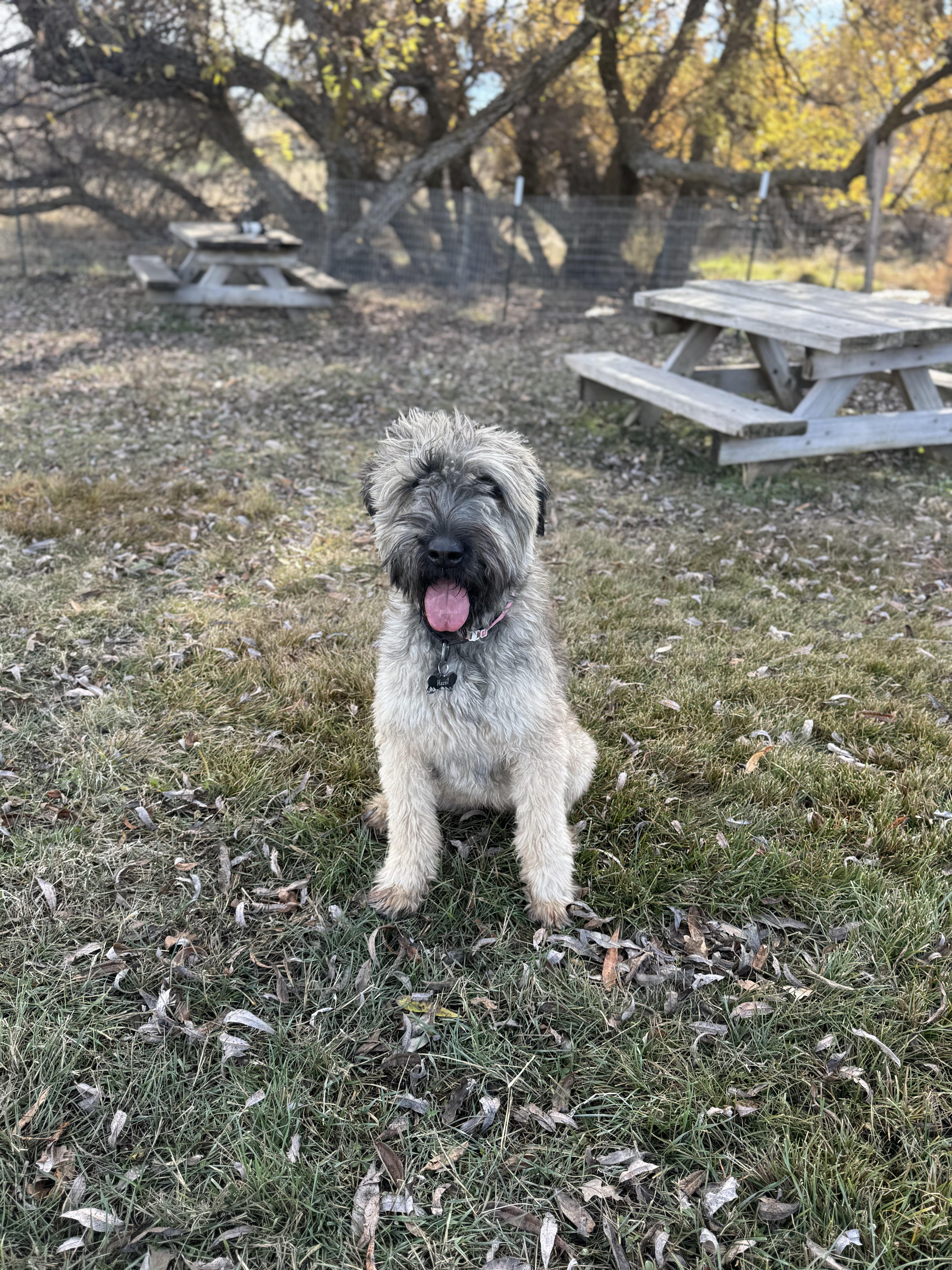 Enlarge Hazel, an adopted Bouvier des Flandres in Bakersfield , CA image 2/6