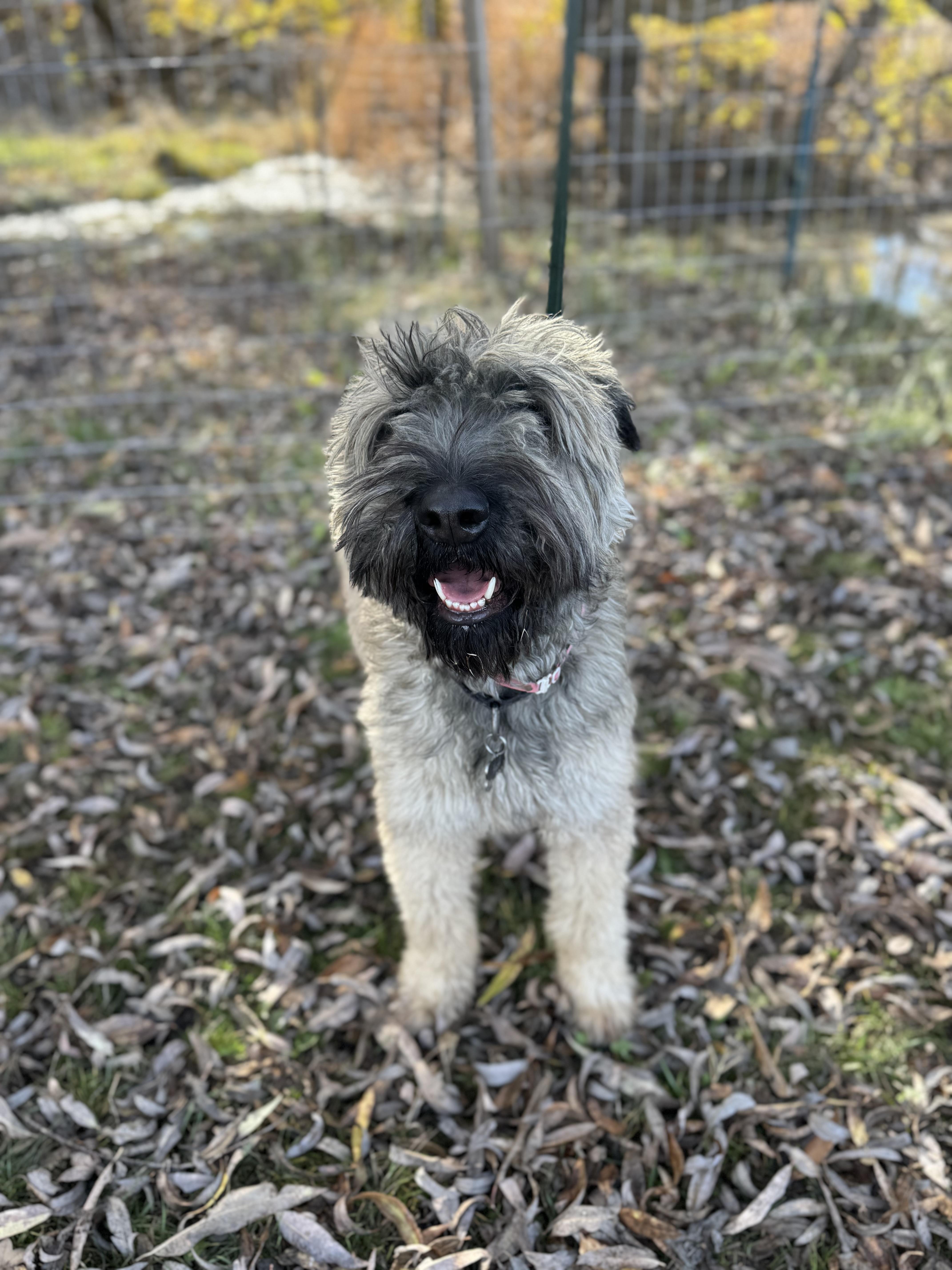 Enlarge Hazel, an adopted Bouvier des Flandres in Bakersfield , CA image 3/6