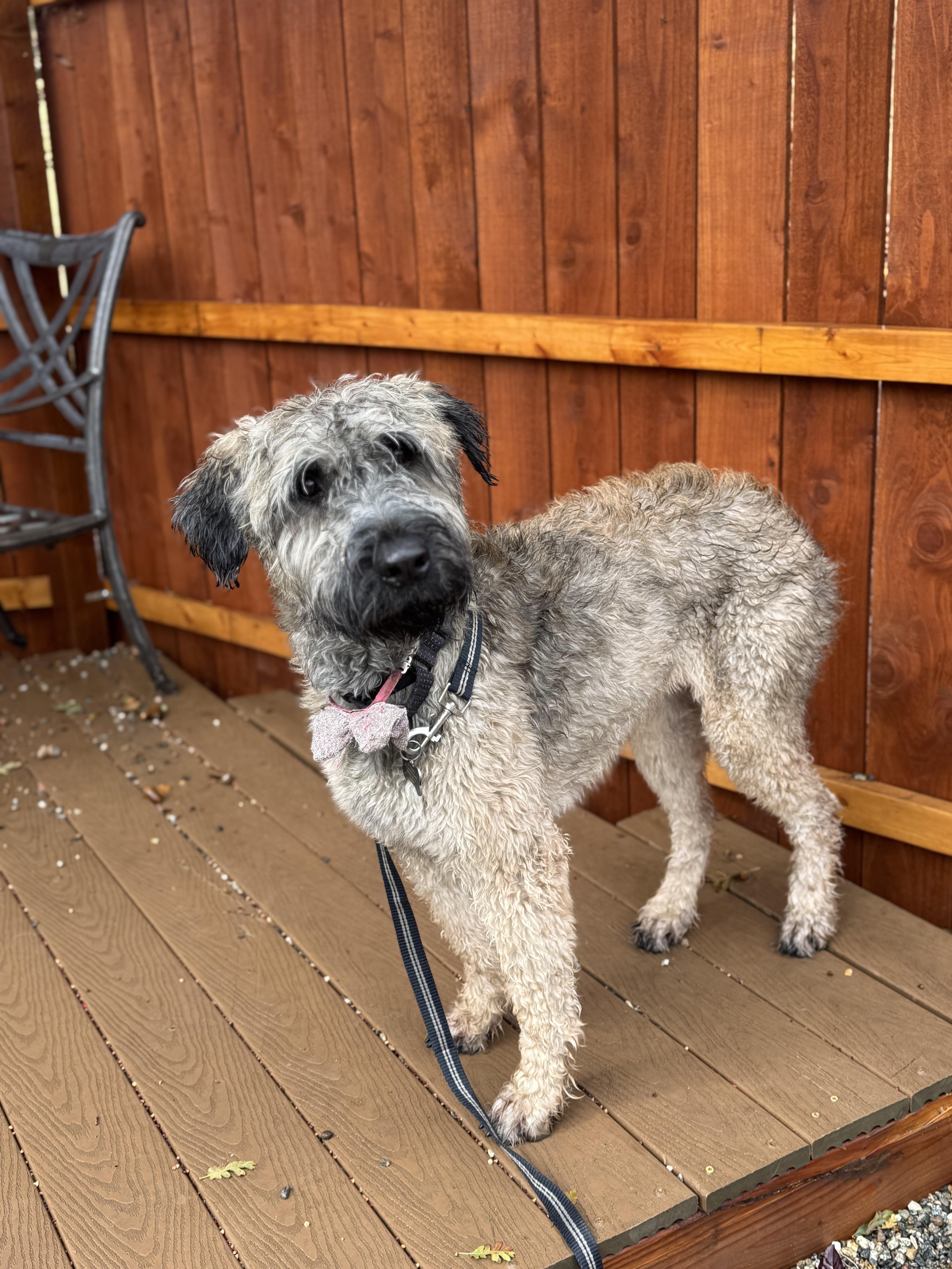 Enlarge Hazel, an adopted Bouvier des Flandres in Bakersfield , CA image 4/6