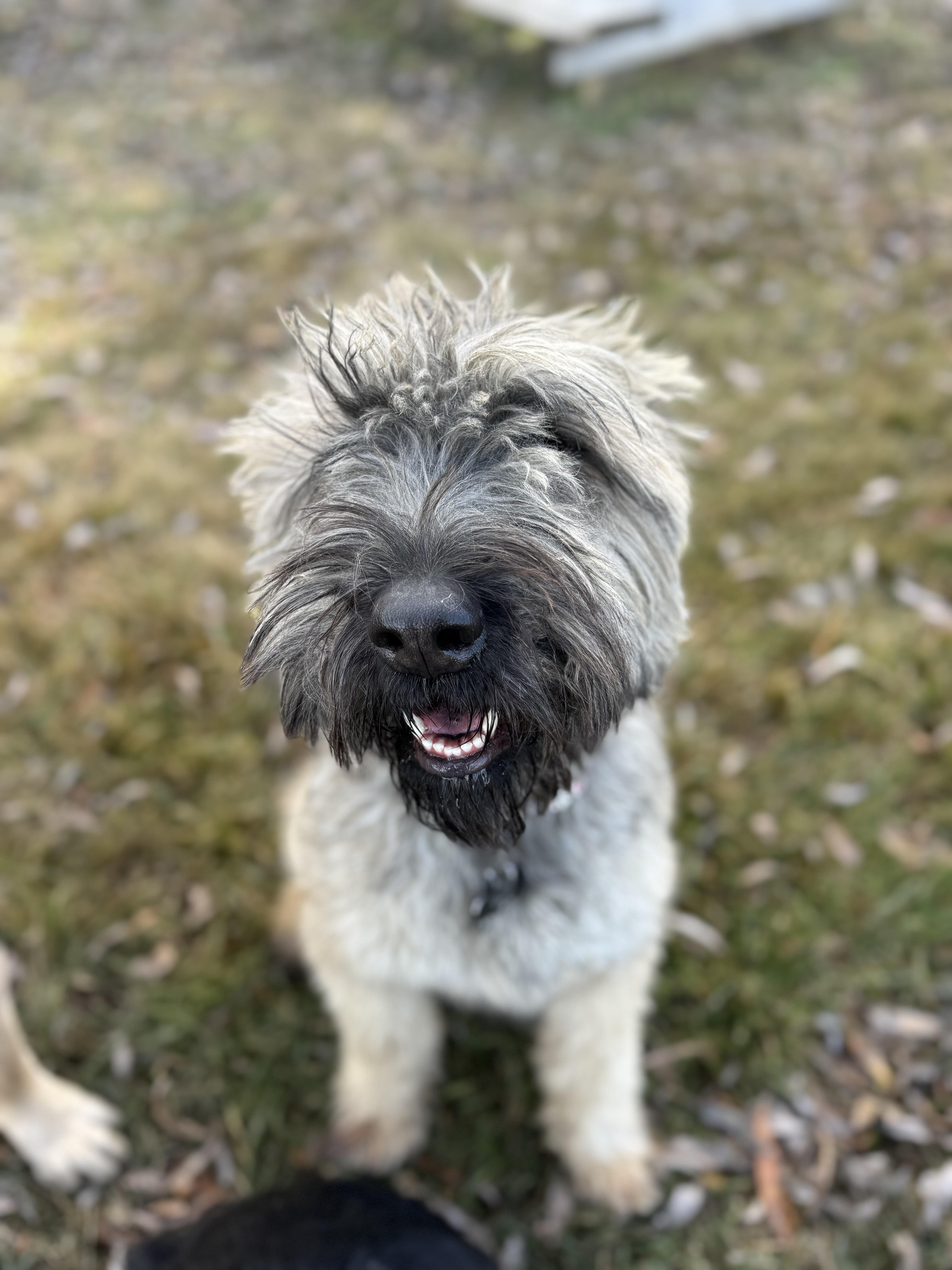 Enlarge Hazel, an adopted Bouvier des Flandres in Bakersfield , CA image 6/6