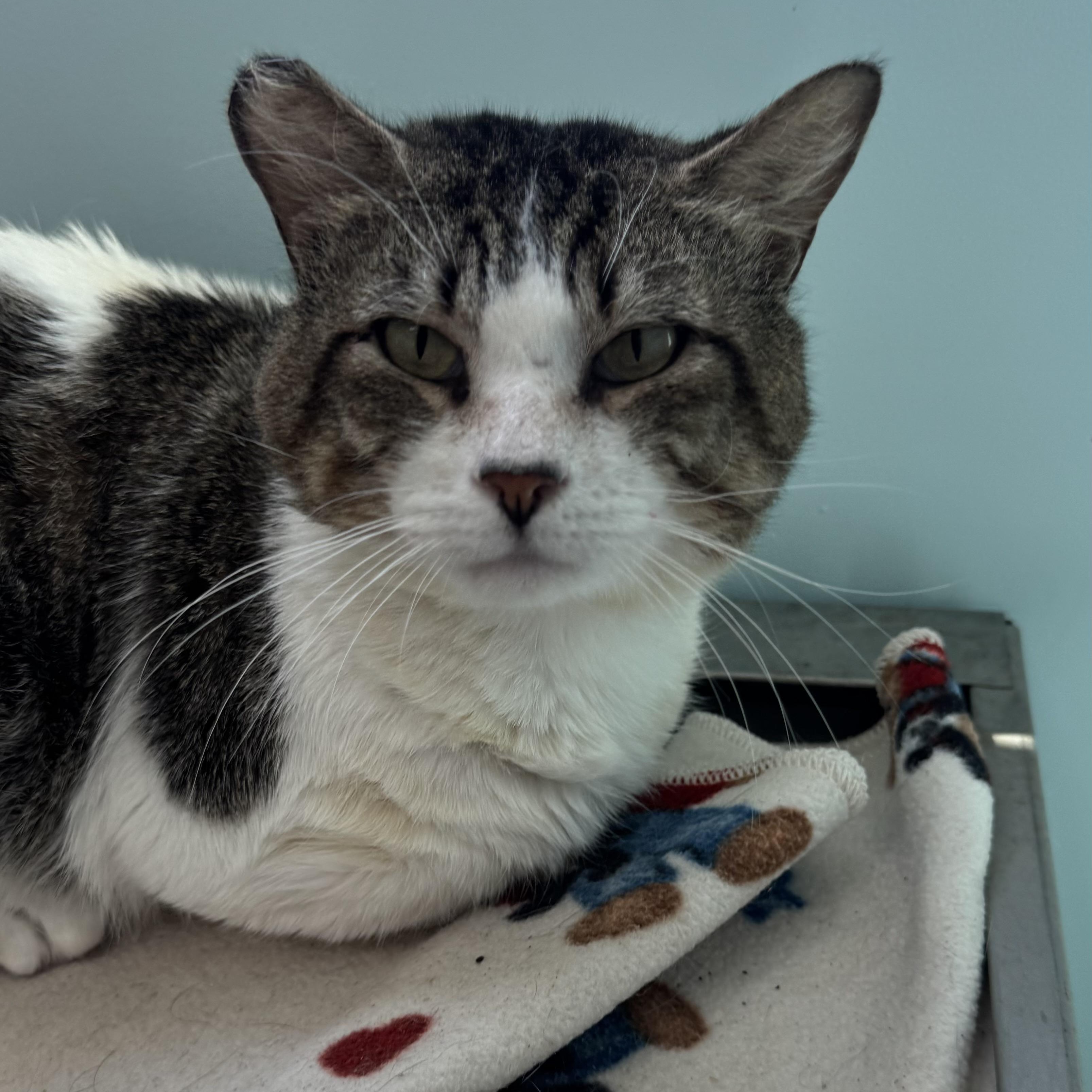 Enlarge Cookie Monster , a ADOPTABLE Domestic Short Hair in Fall River, MA image 1/3