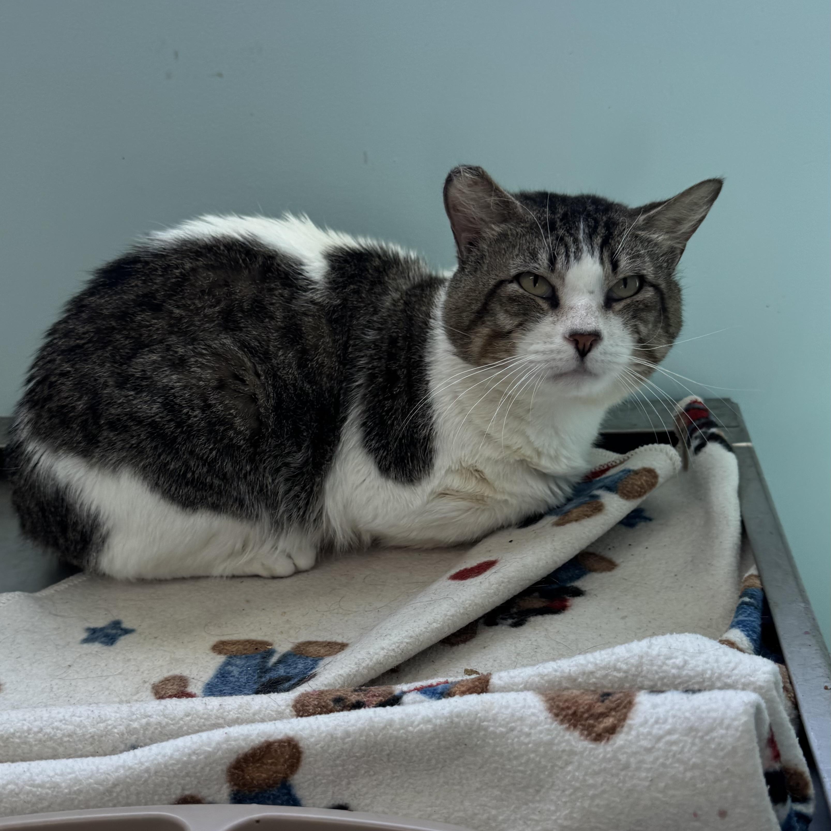 Enlarge Cookie Monster , a ADOPTABLE Domestic Short Hair in Fall River, MA image 3/3