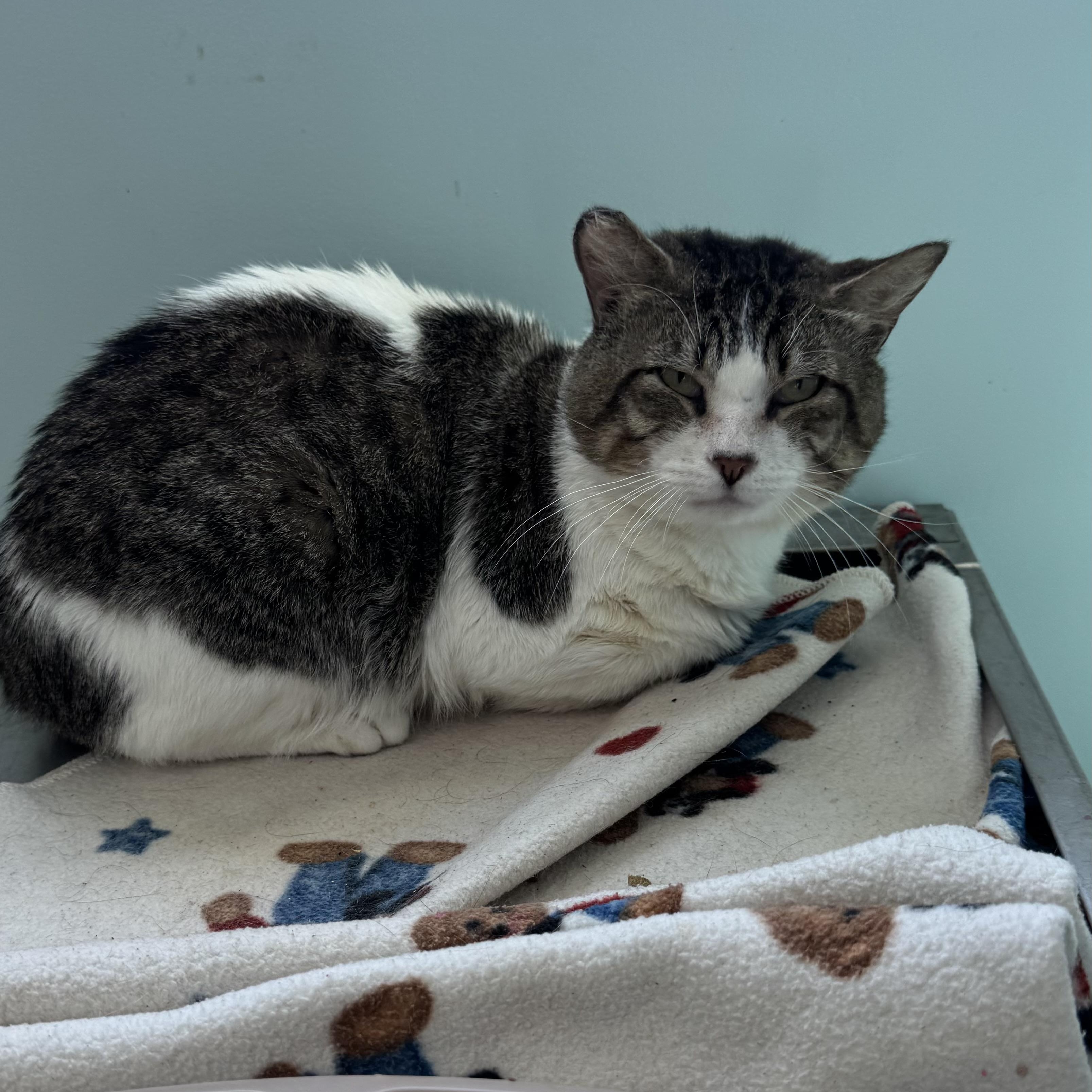 Enlarge Cookie Monster , a ADOPTABLE Domestic Short Hair in Fall River, MA image 2/3