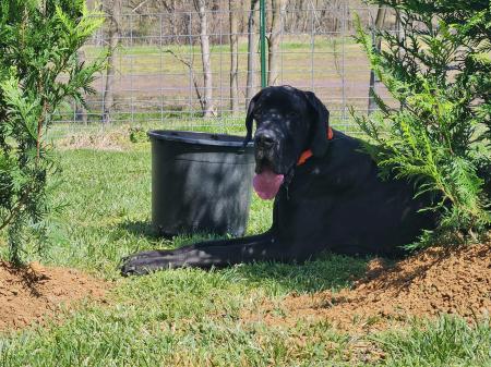 Dudley, Adoptable, Young Male Great Dane.