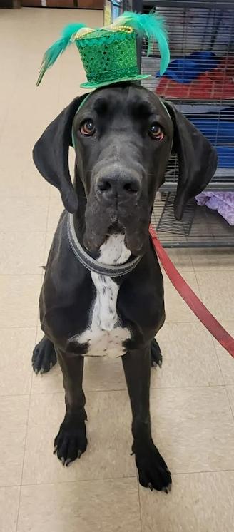Enlarge Dudley, a Adoptable Great Dane in Oswego, IL image 2/4