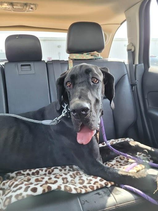 Enlarge Dudley, a Adoptable Great Dane in Oswego, IL image 3/4