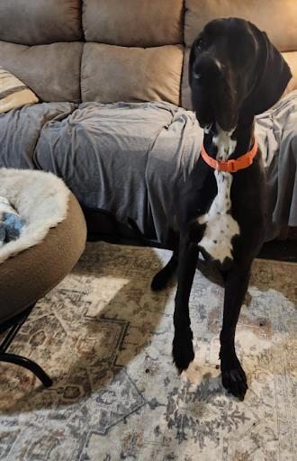 Enlarge Dudley, a Adoptable Great Dane in Oswego, IL image 4/4