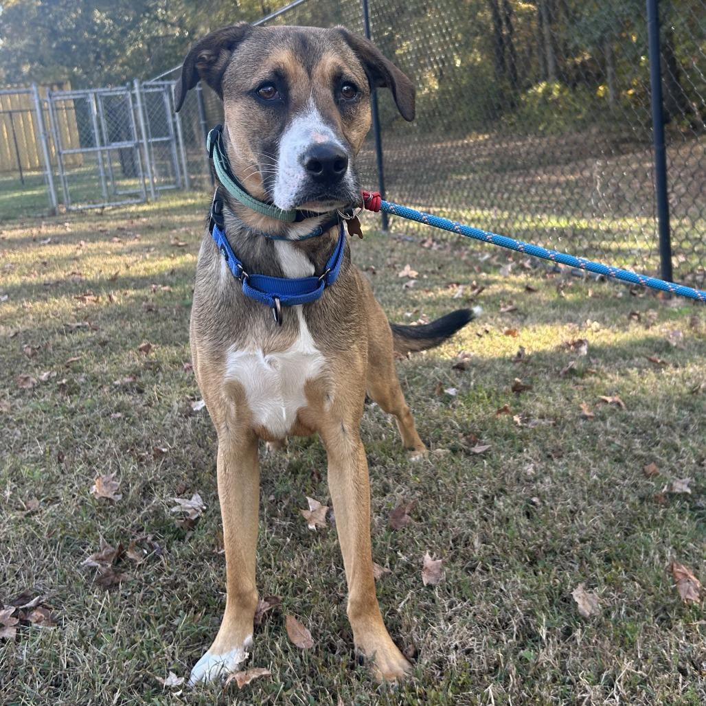 Enlarge Barney, a Adoptable mixed breed in Cabot, AR image 1/4