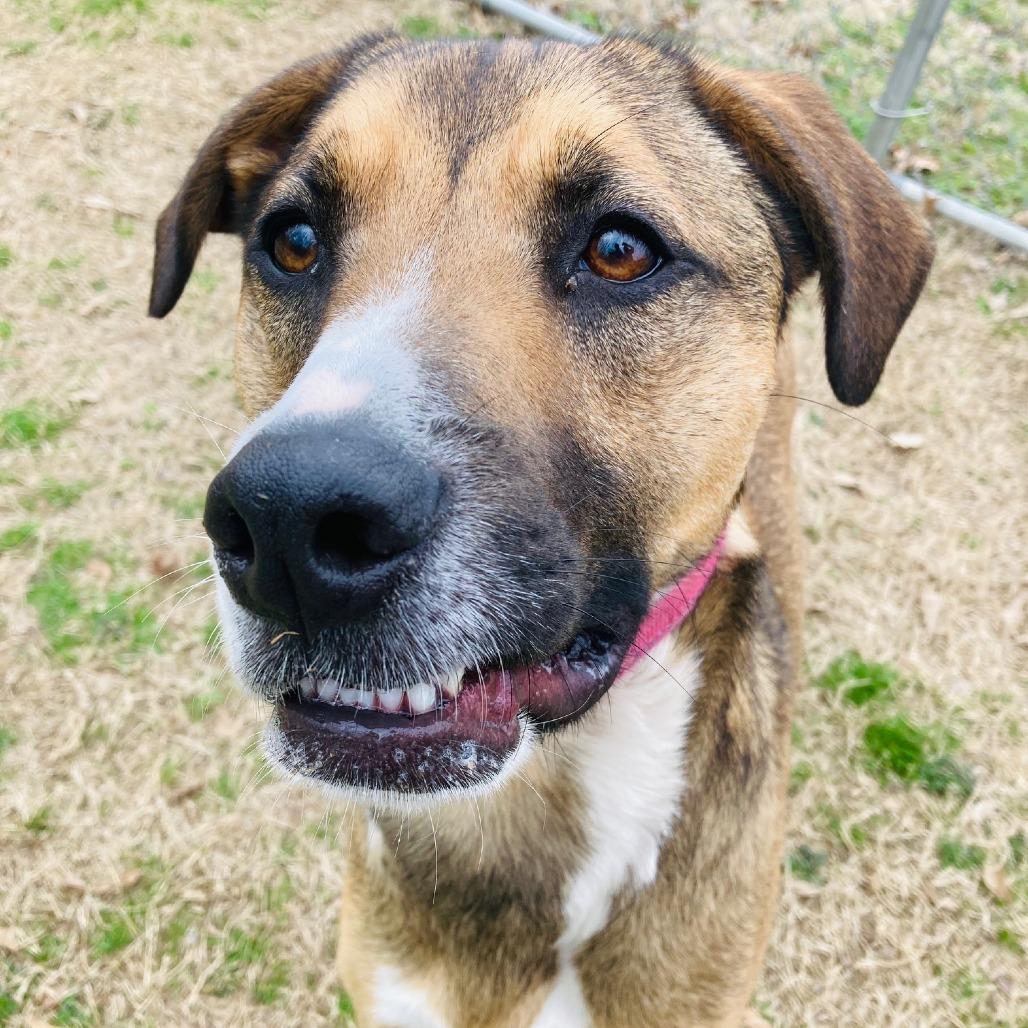 Barney, Adoptable, Young Male Shepherd.