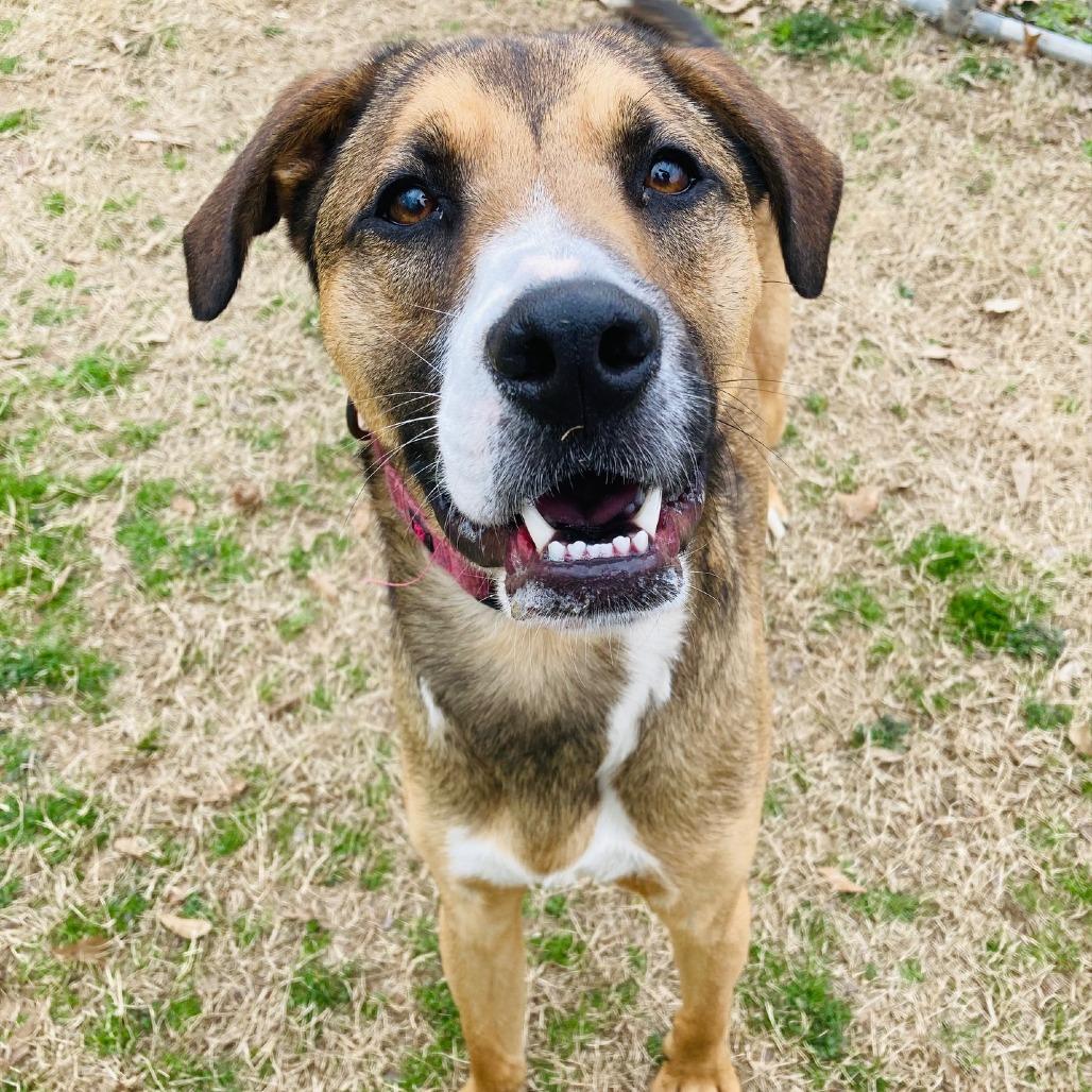Enlarge Barney, a Adoptable mixed breed in Cabot, AR image 2/6