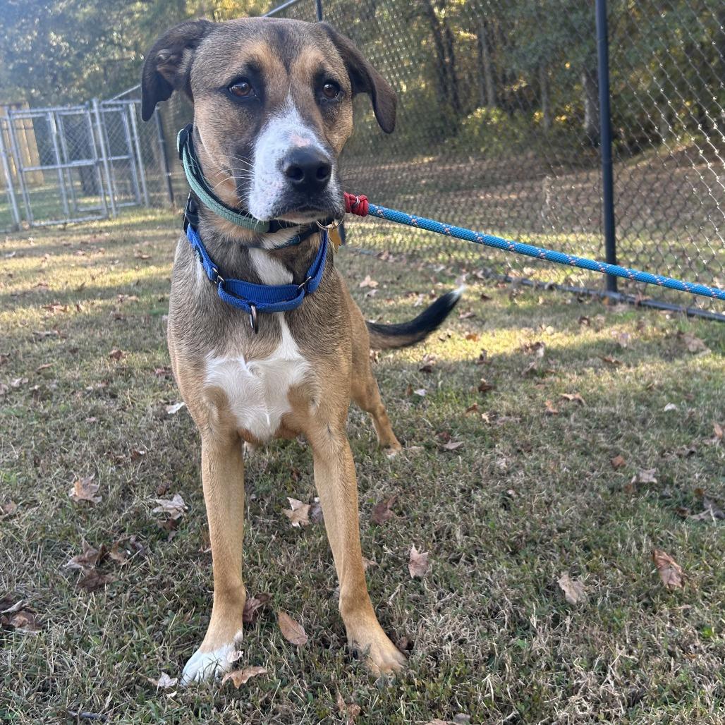 Enlarge Barney, a Adoptable mixed breed in Cabot, AR image 2/4