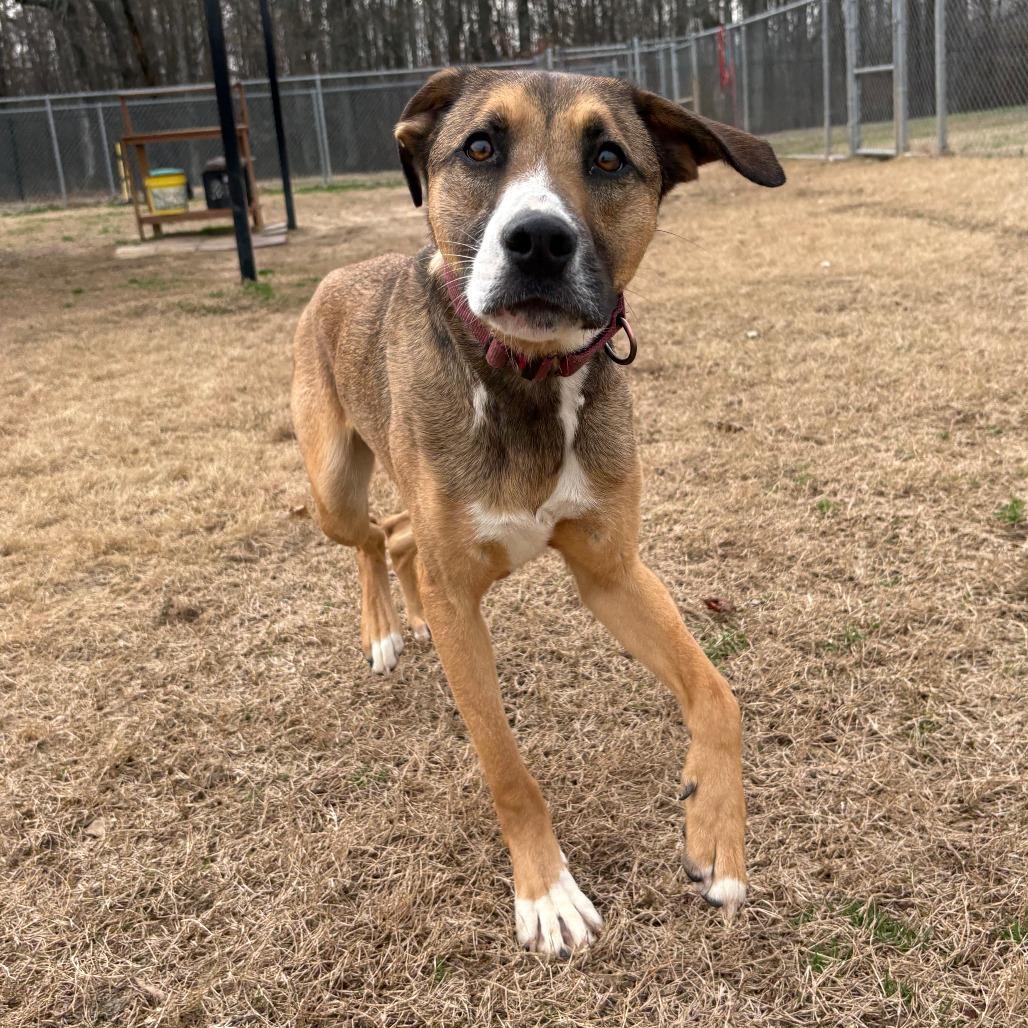 Barney, Adoptable, Young Male Shepherd.