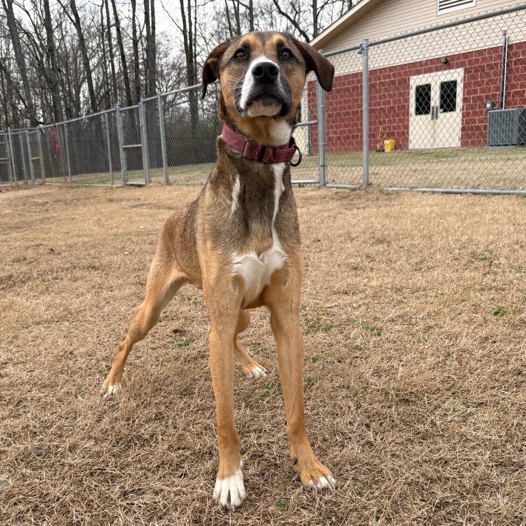 Enlarge Barney, a Adoptable mixed breed in Cabot, AR image 2/6