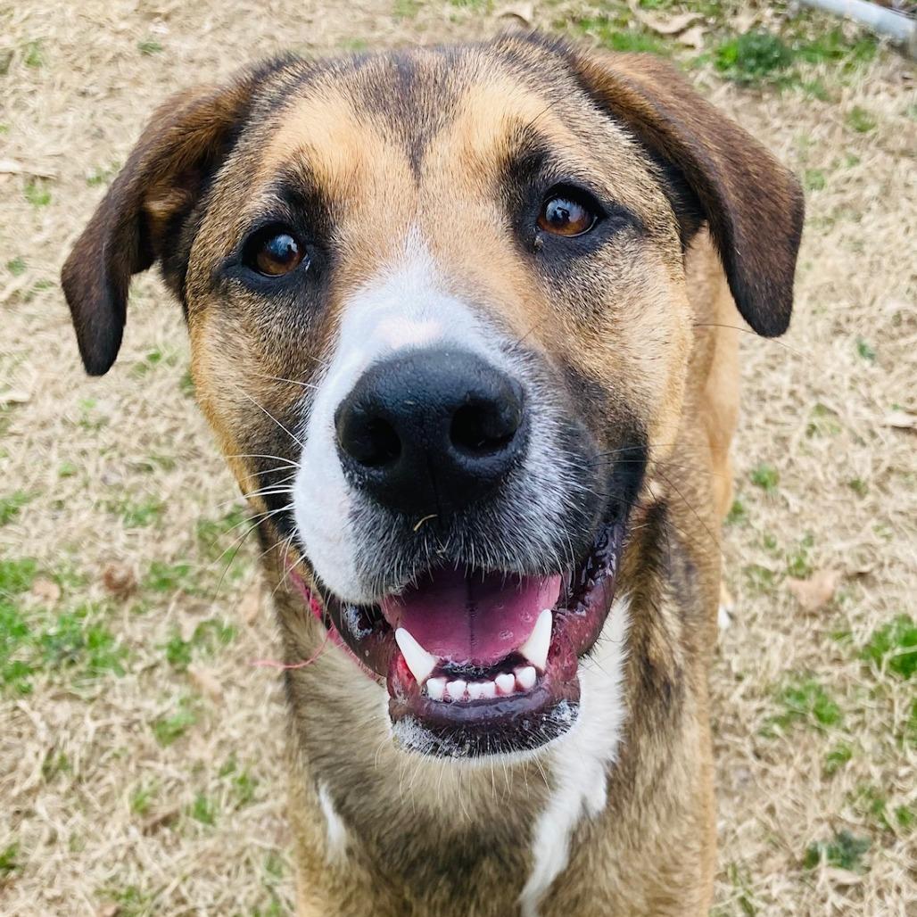 Enlarge Barney, a Adoptable mixed breed in Cabot, AR image 3/6