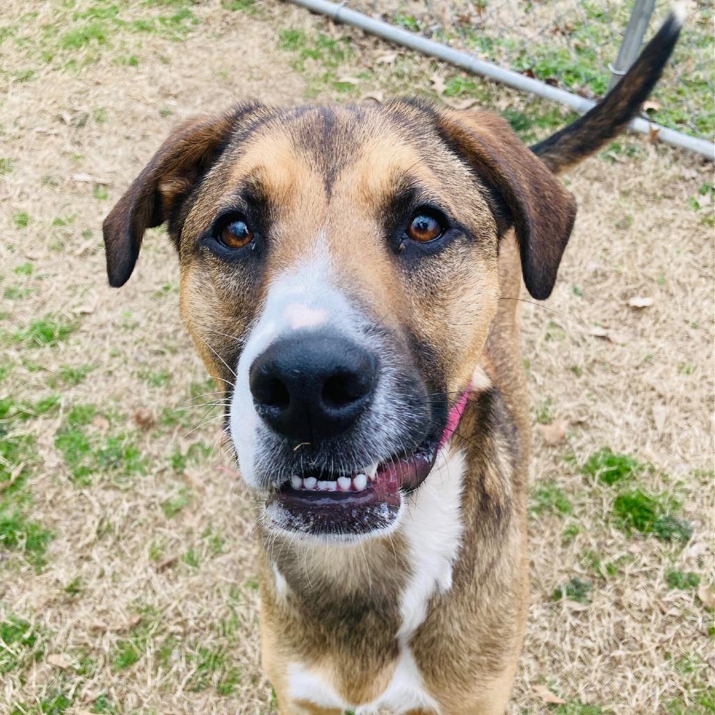 Enlarge Barney, a Adoptable mixed breed in Cabot, AR image 4/6