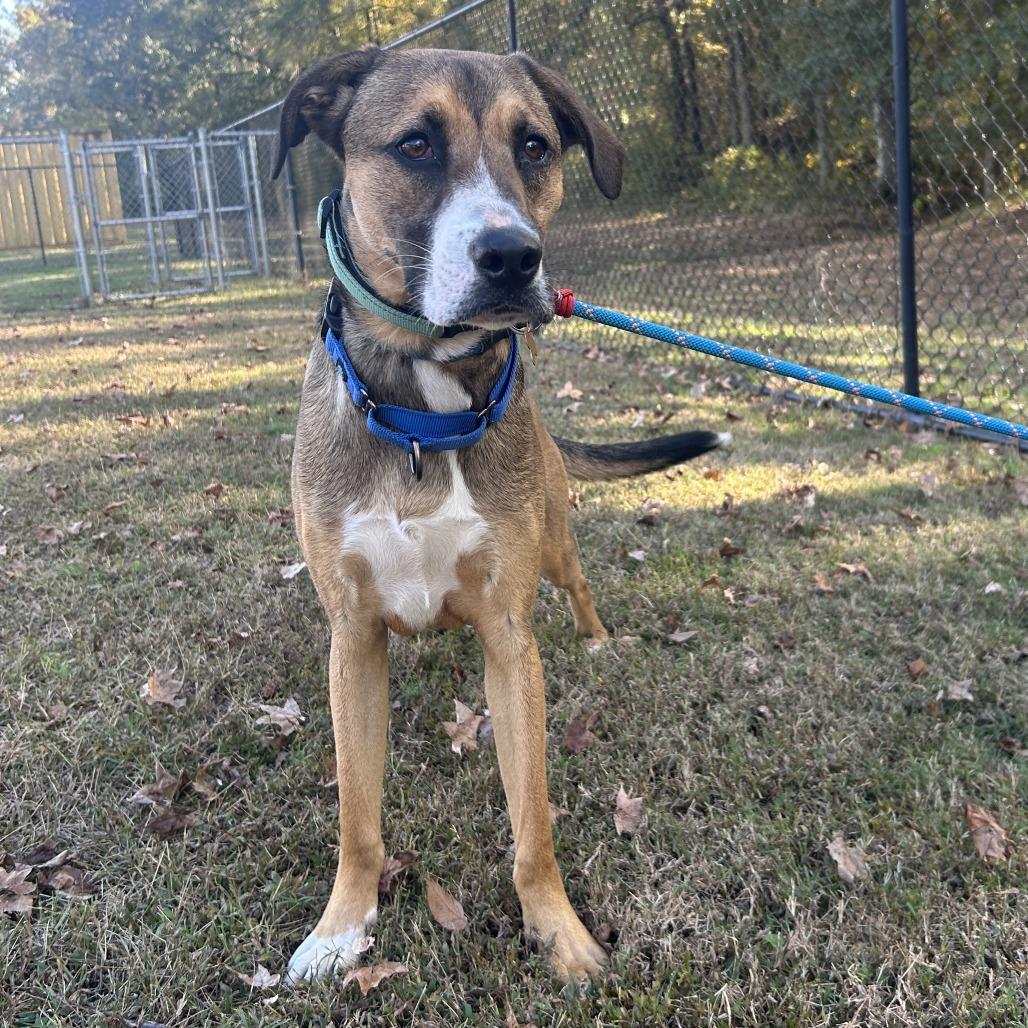Enlarge Barney, a Adoptable mixed breed in Cabot, AR image 3/4