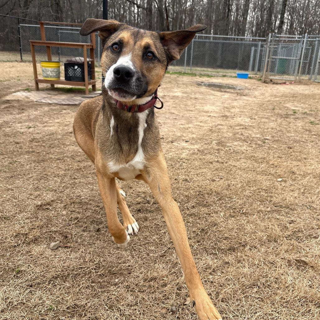 Enlarge Barney, a Adoptable mixed breed in Cabot, AR image 3/6