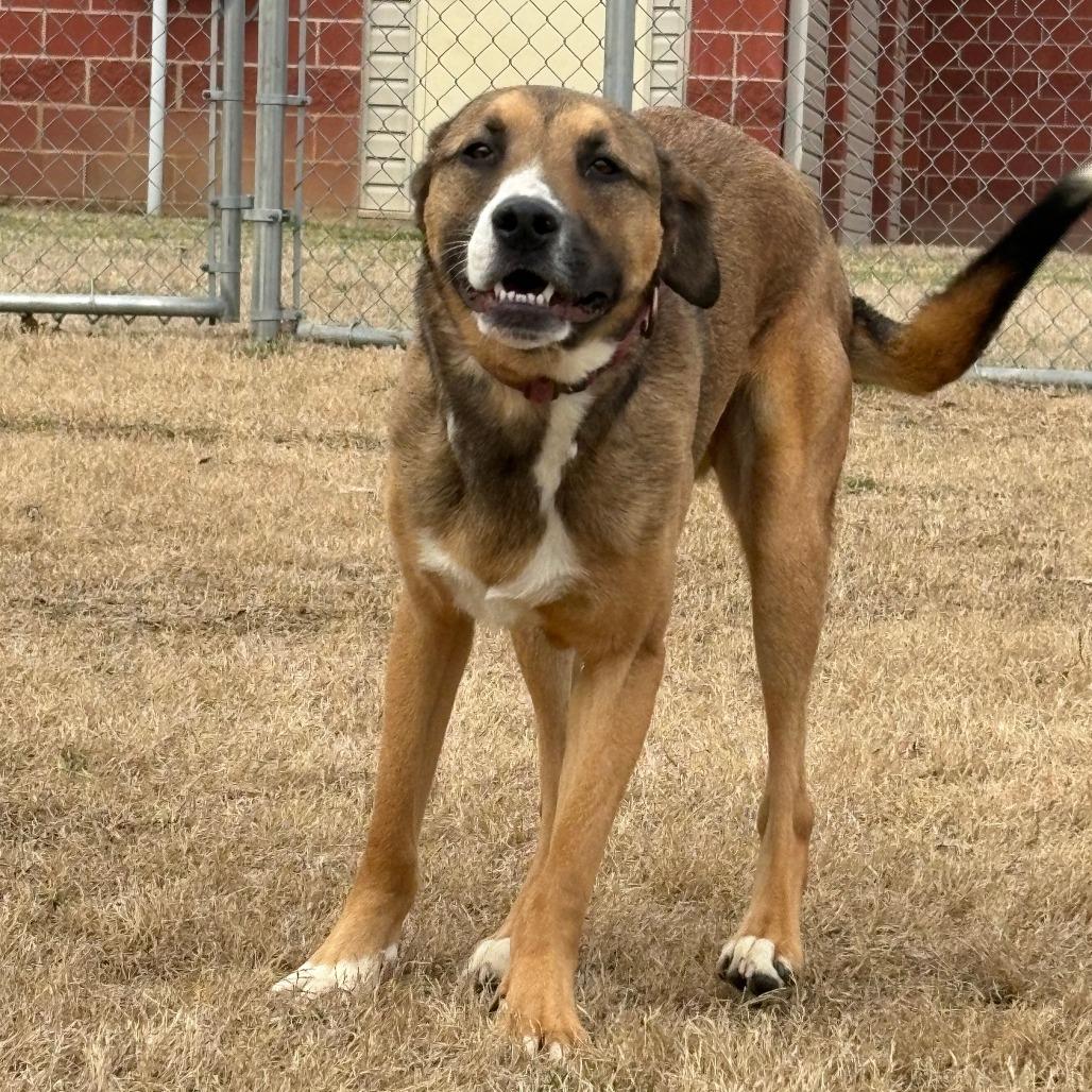 Enlarge Barney, a Adoptable mixed breed in Cabot, AR image 4/6